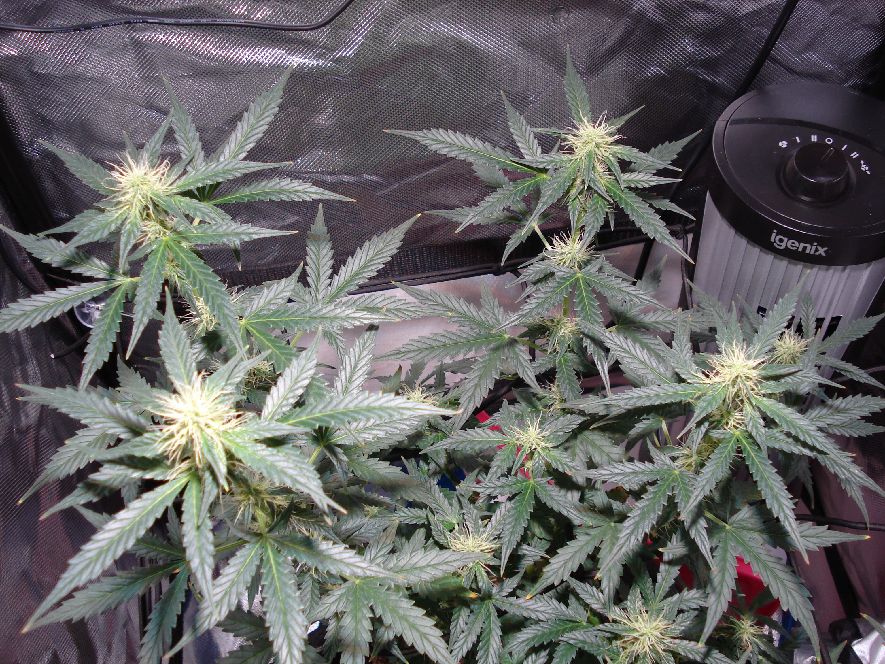 Grow 01 Day 58a.JPG