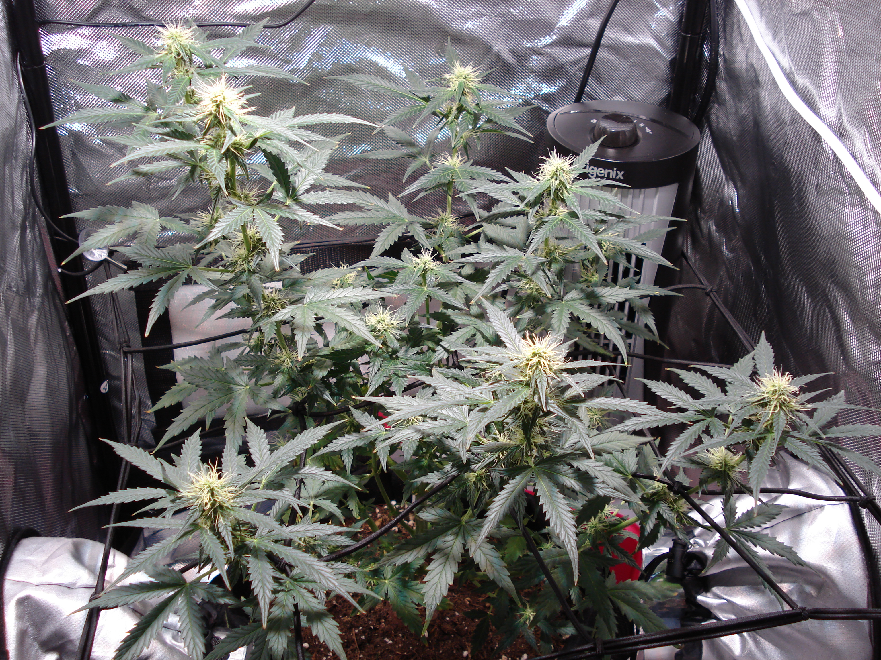 Grow 01 Day 59.JPG