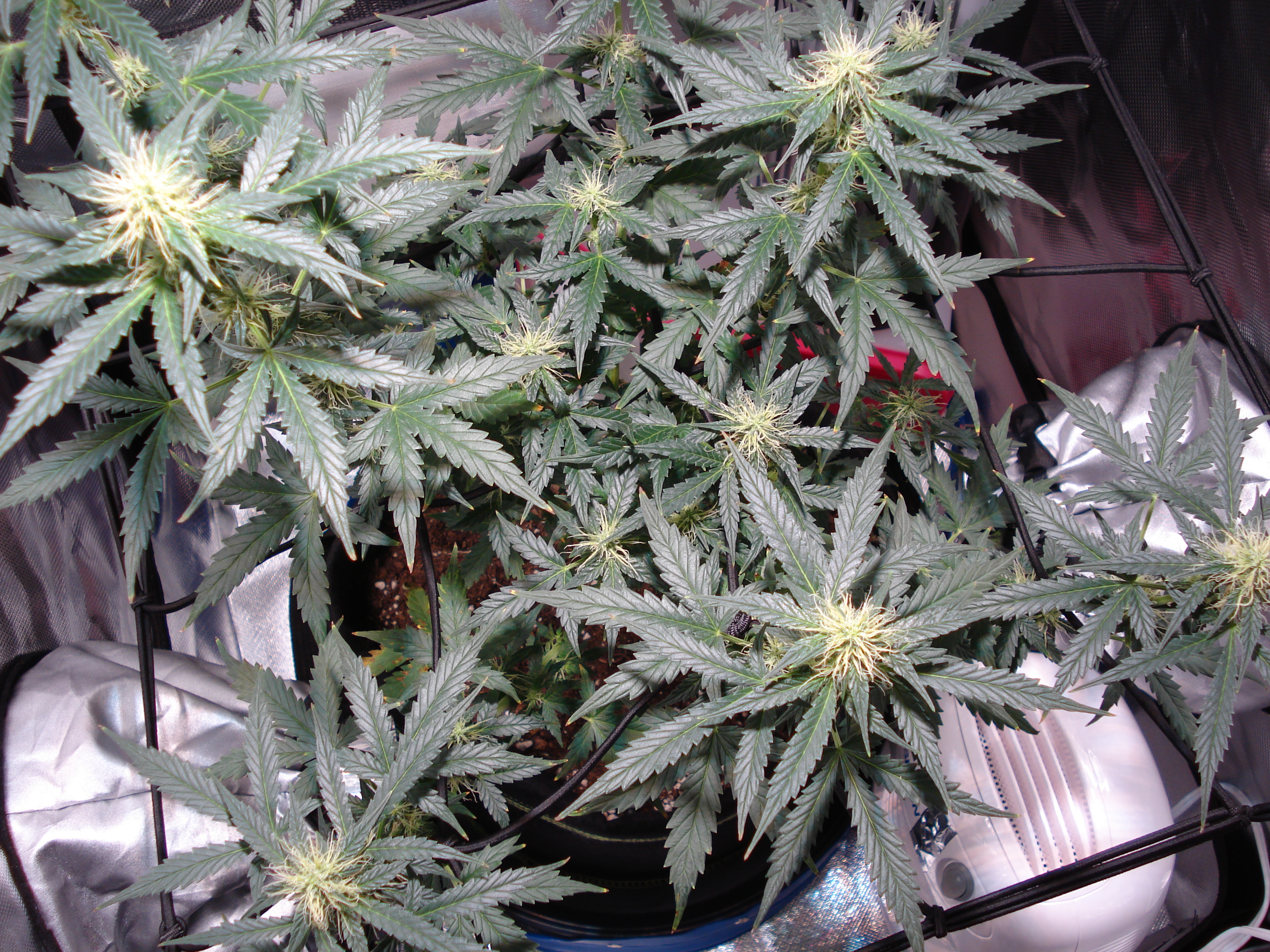 Grow 01 Day 59a.JPG