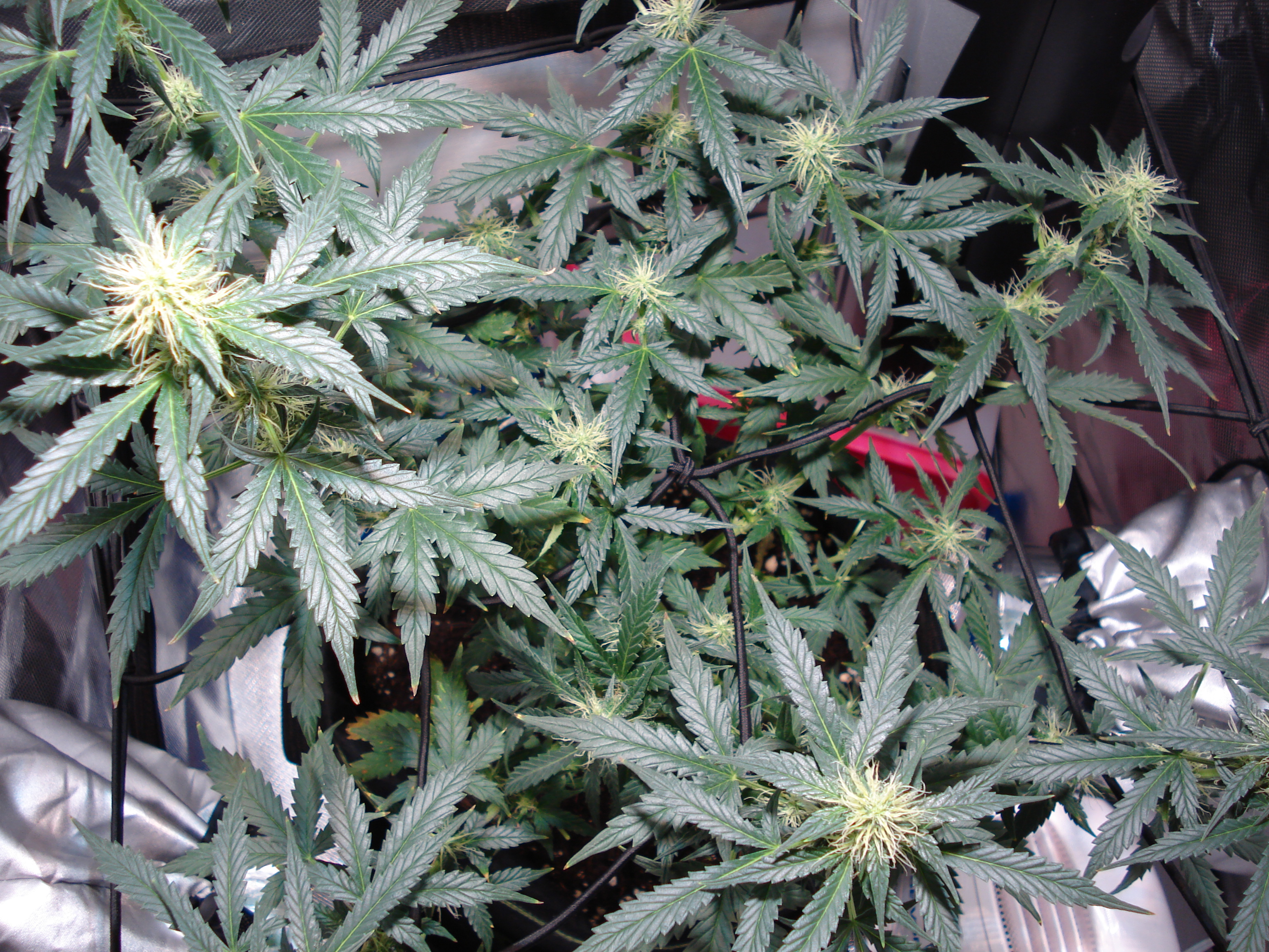 Grow 01 Day 59c.JPG