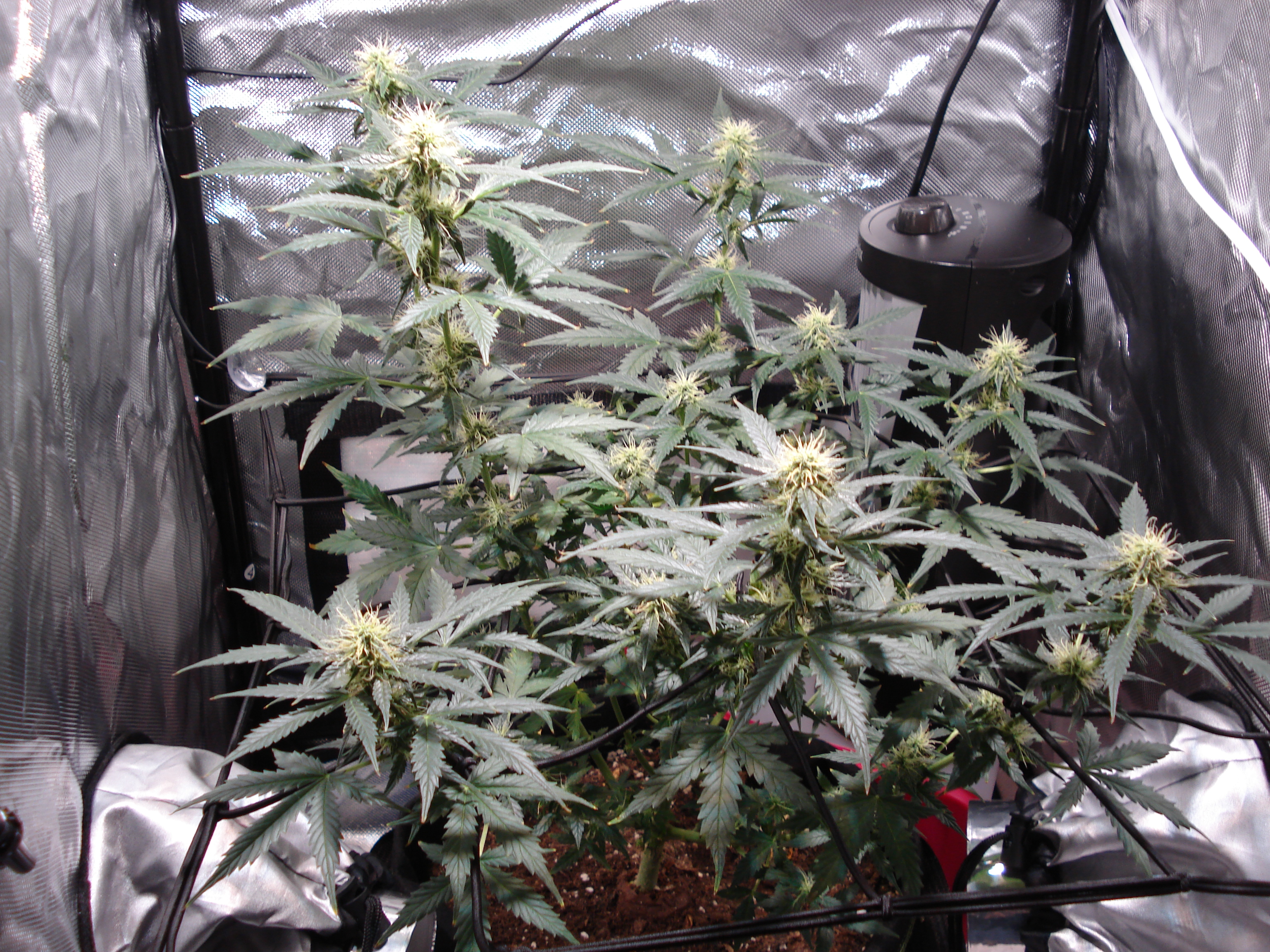 Grow 01 Day 62.JPG