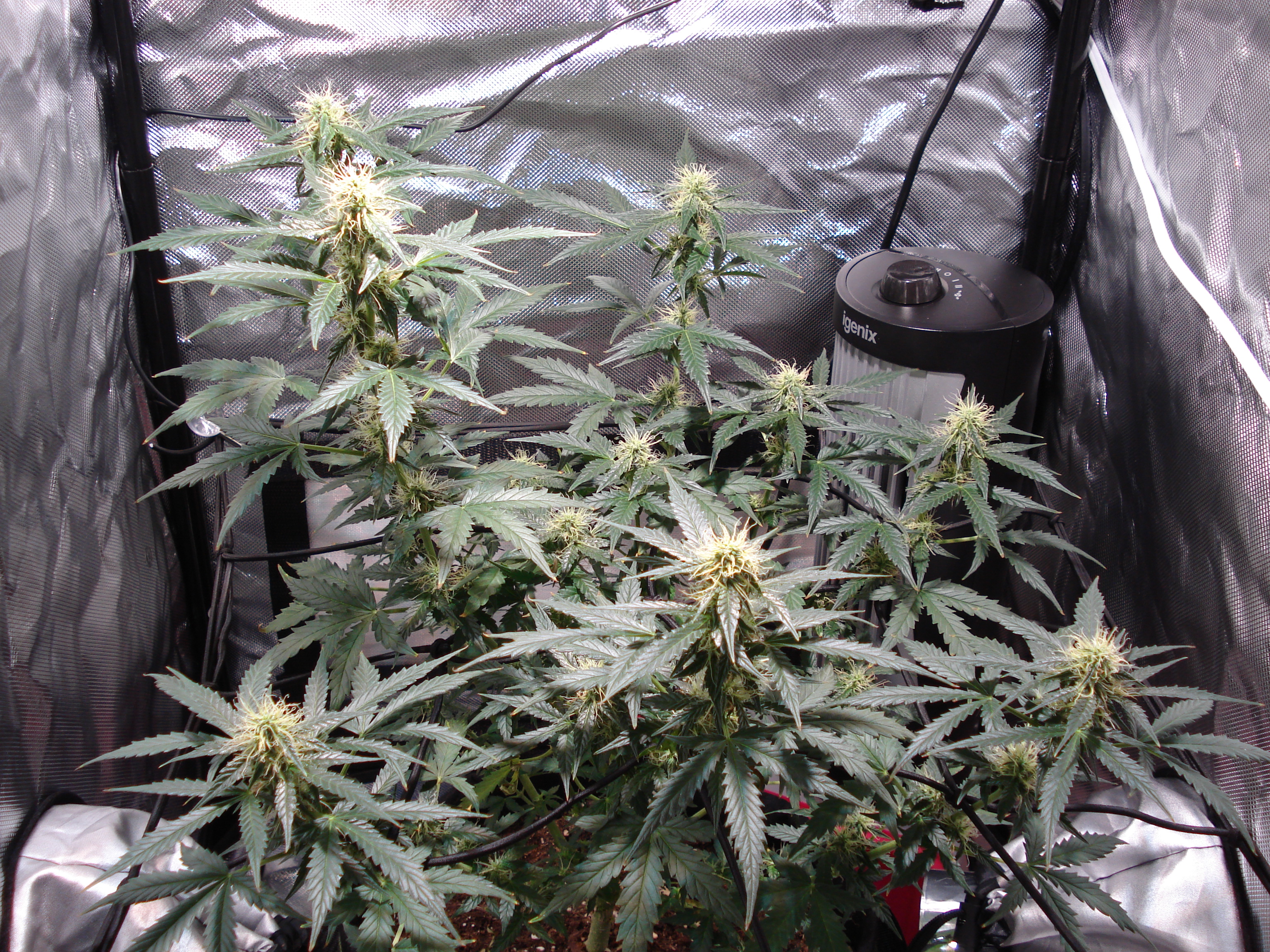 Grow 01 Day 63.JPG