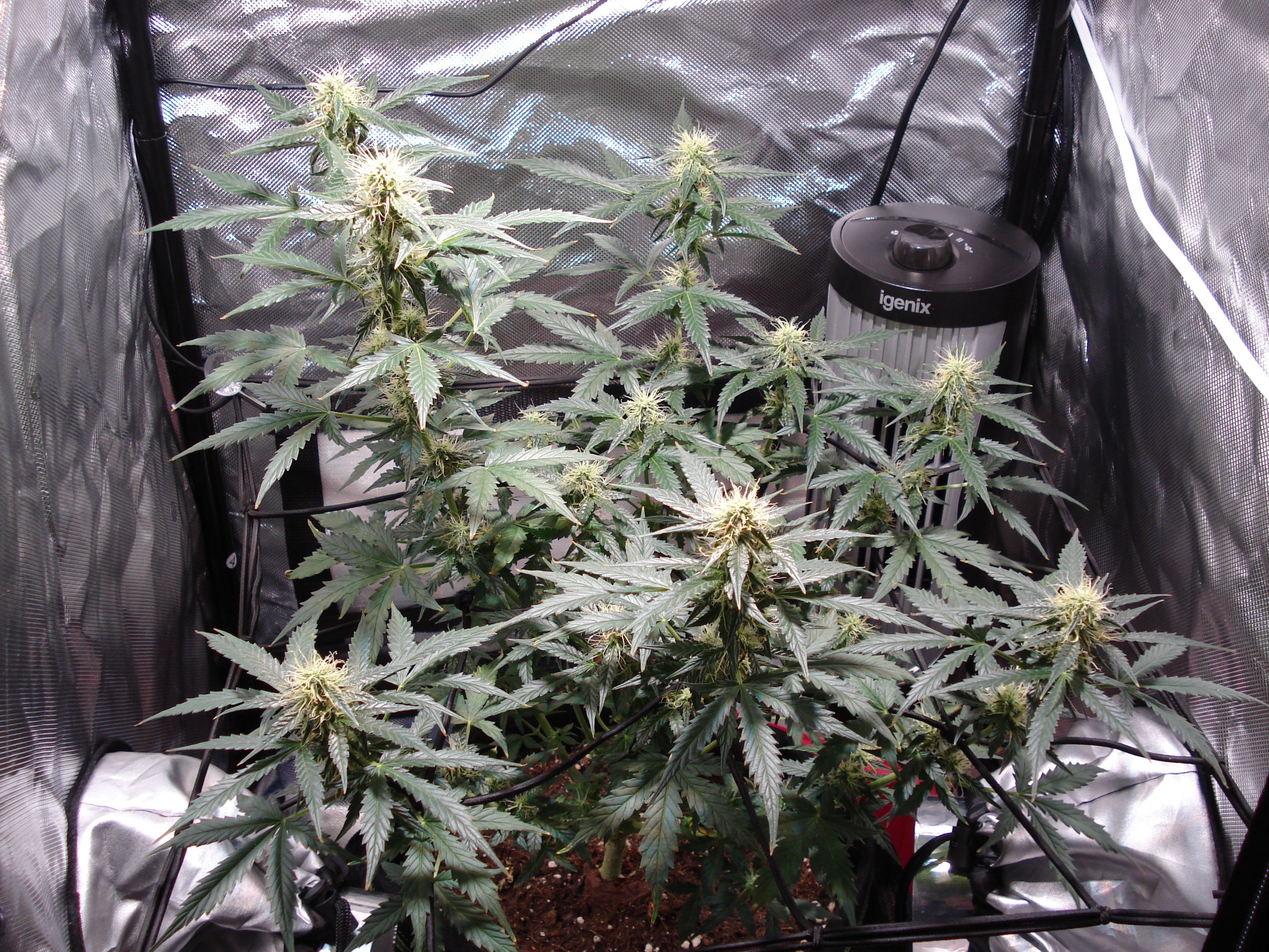 Grow 01 Day 64.JPG