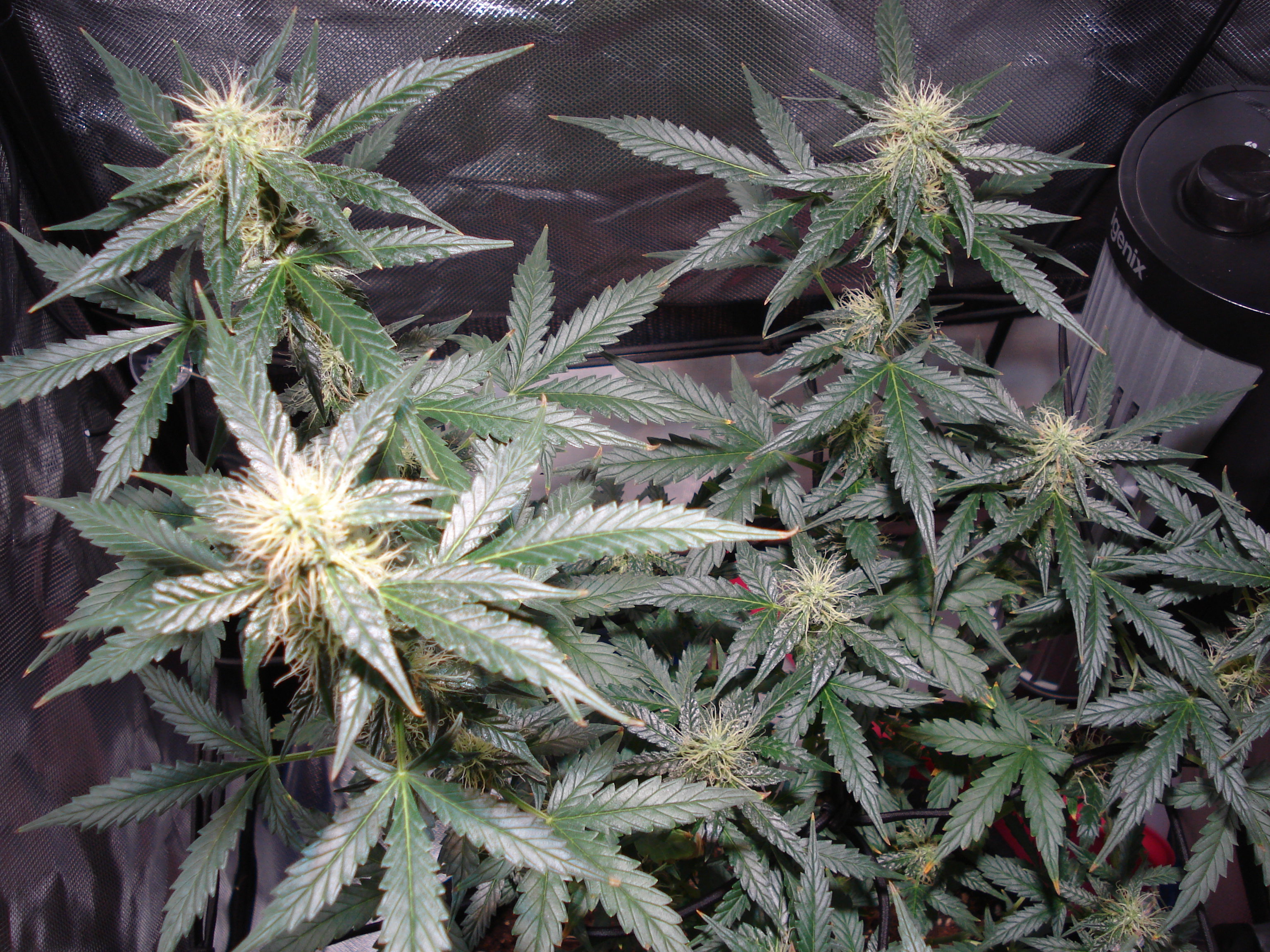 Grow 01 Day 64a.JPG