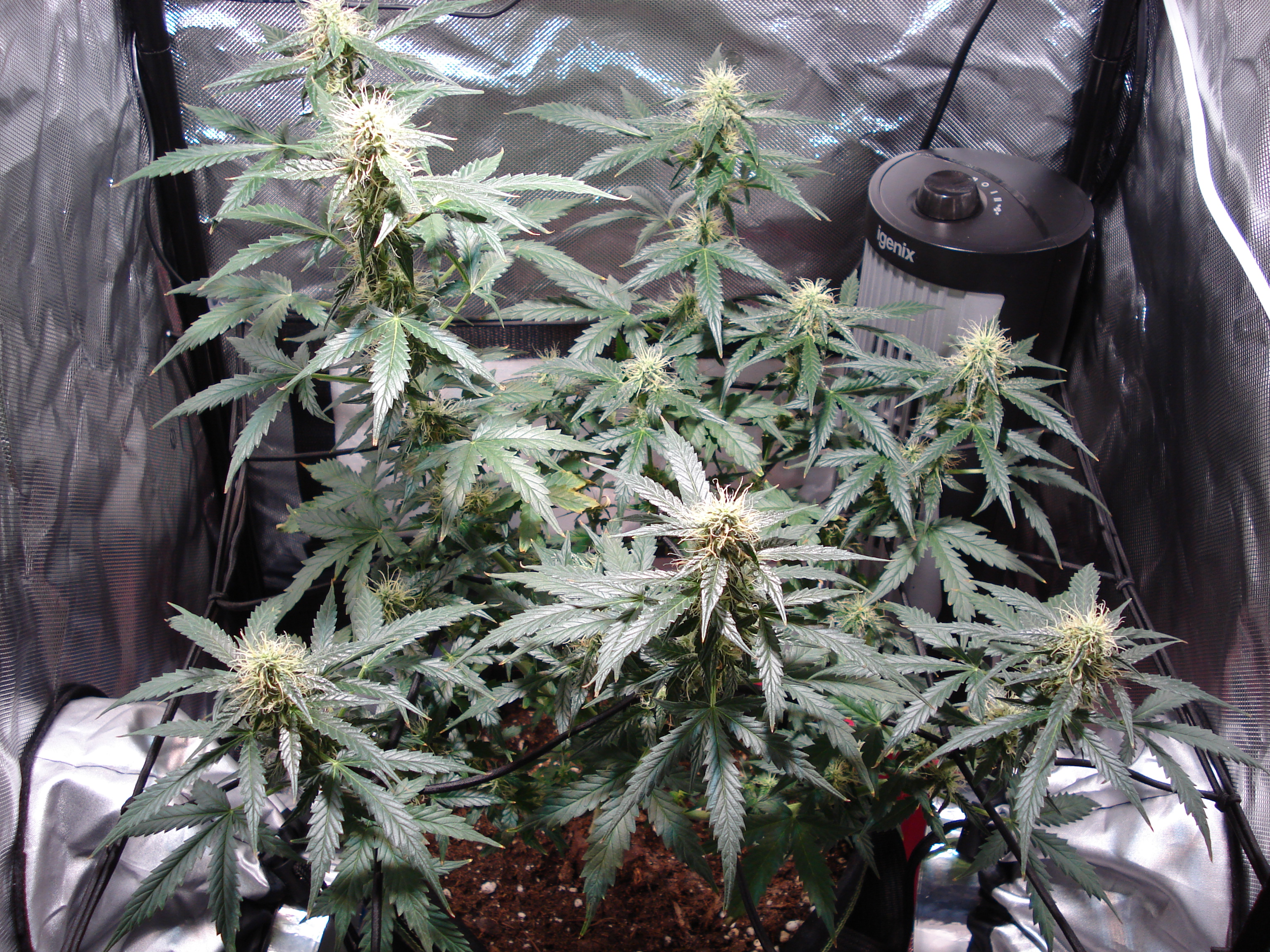 Grow 01 Day 65.JPG