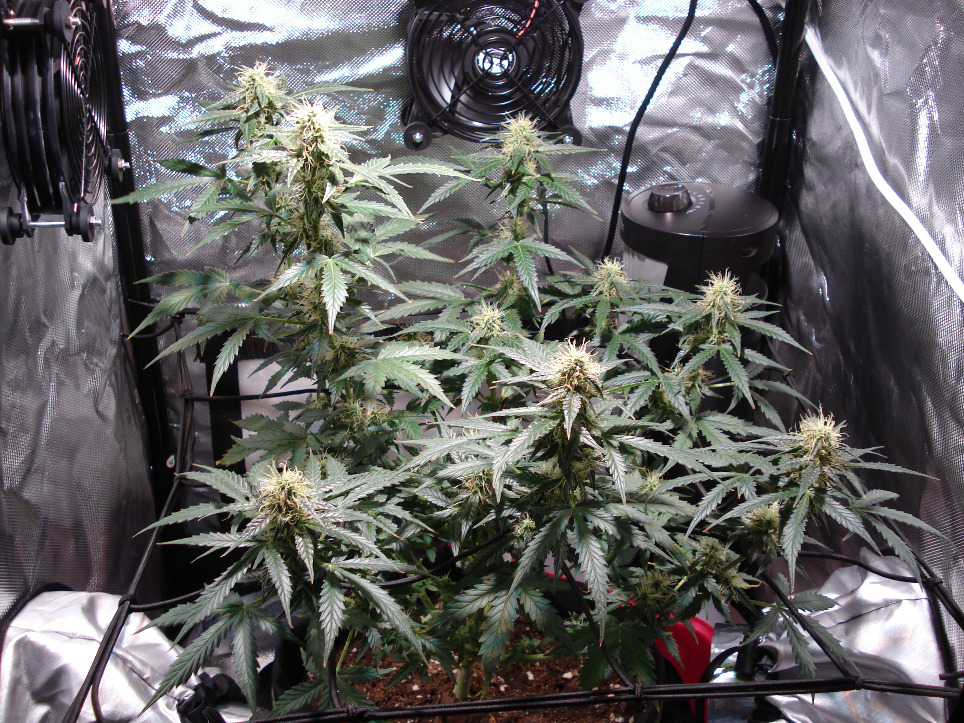 Grow 01 Day 66.JPG