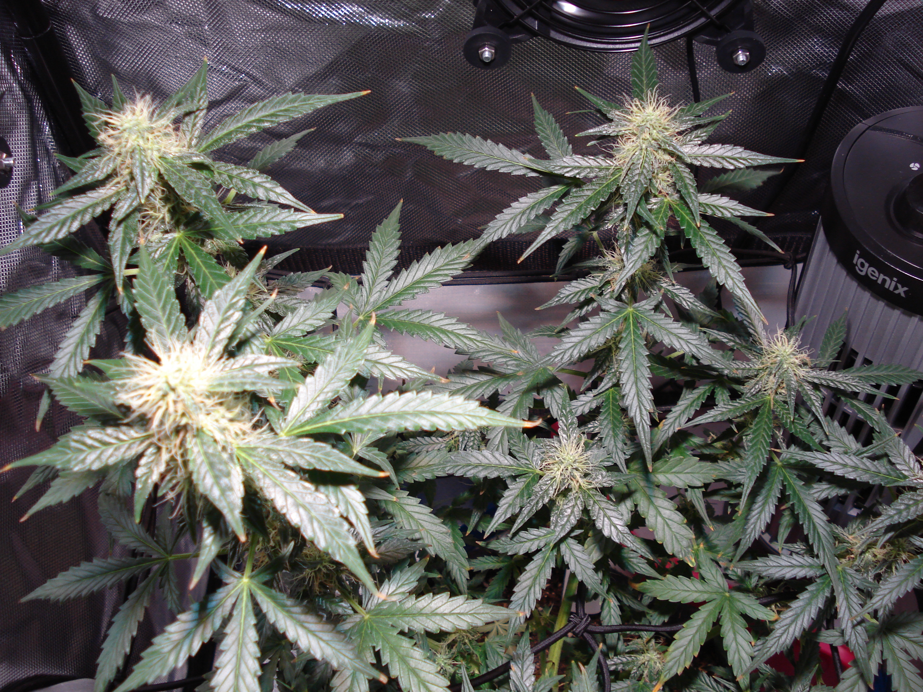 Grow 01 Day 66a.JPG