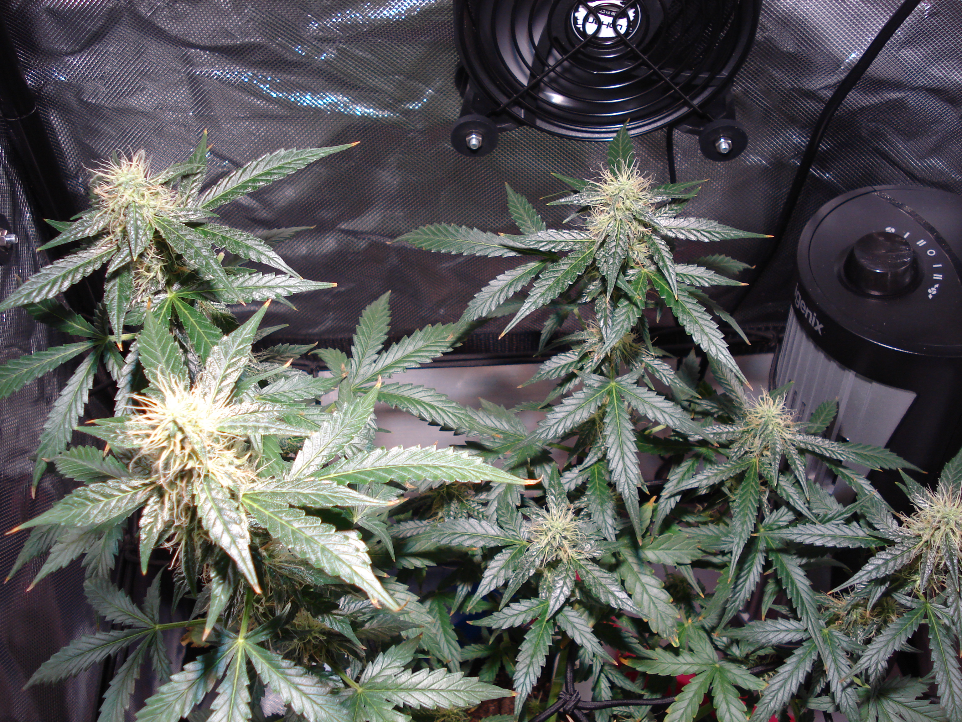 Grow 01 Day 67a.JPG