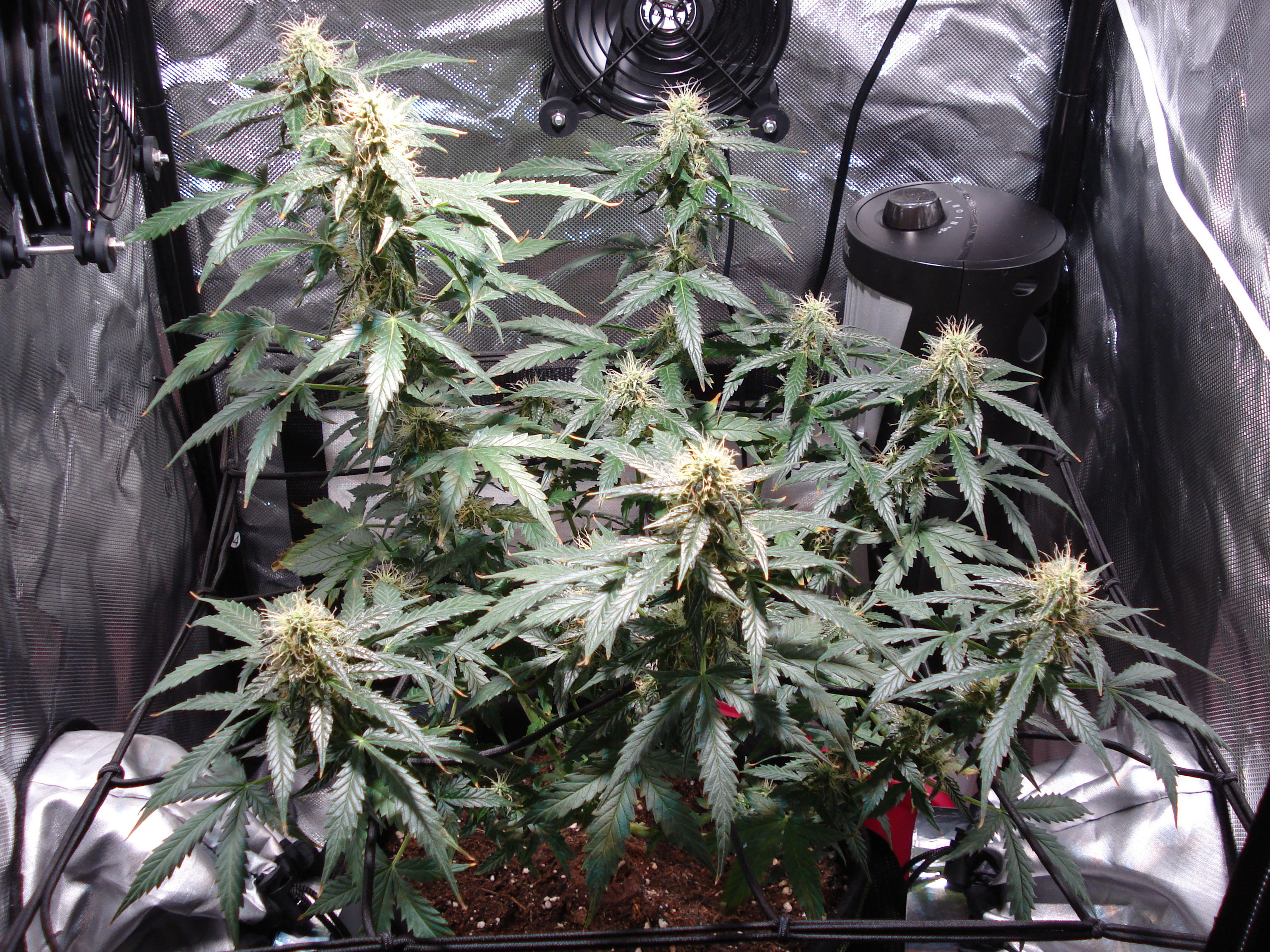 Grow 01 Day 68.JPG