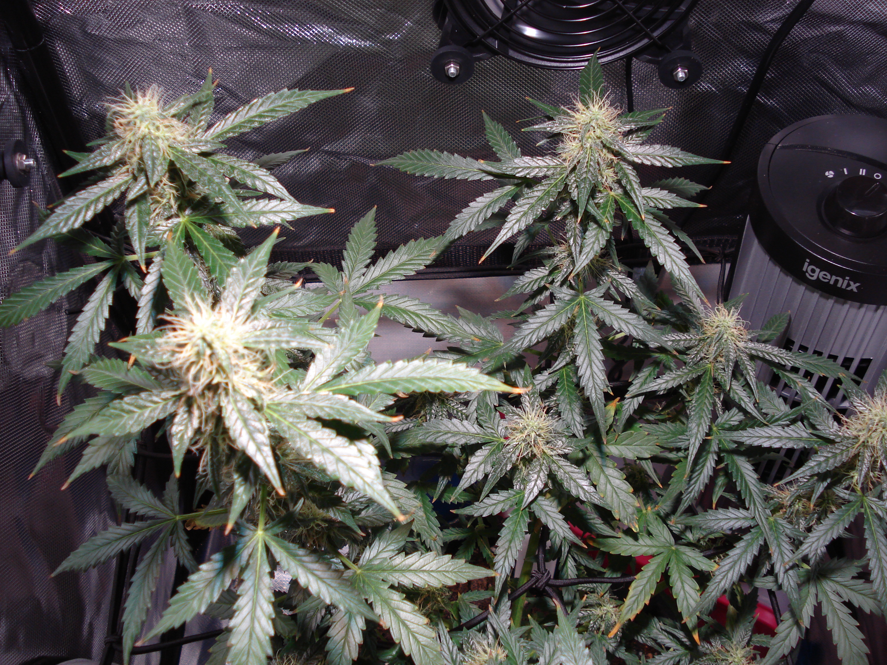 Grow 01 Day 68a.JPG