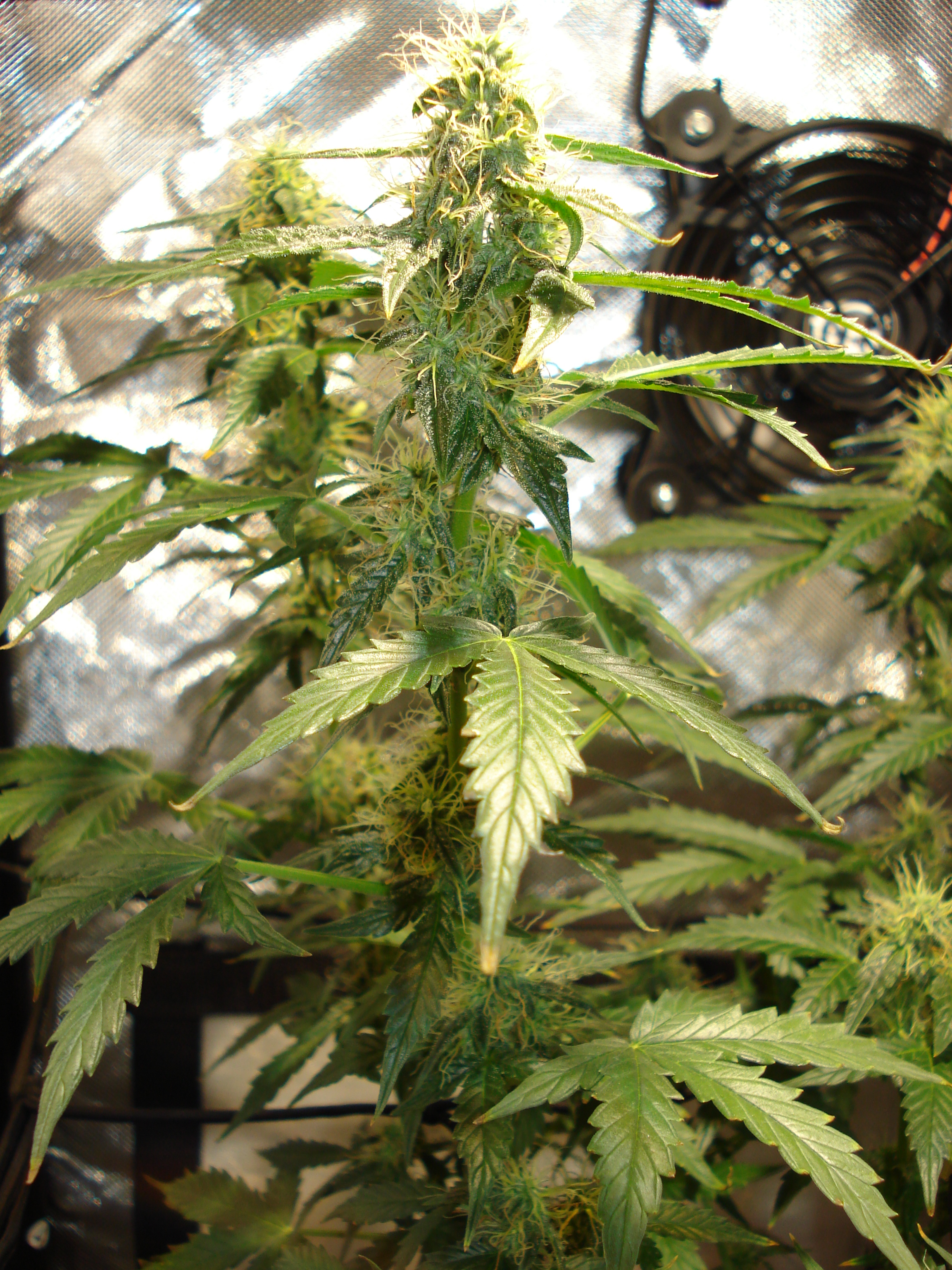 Grow 01 Day 68c.JPG