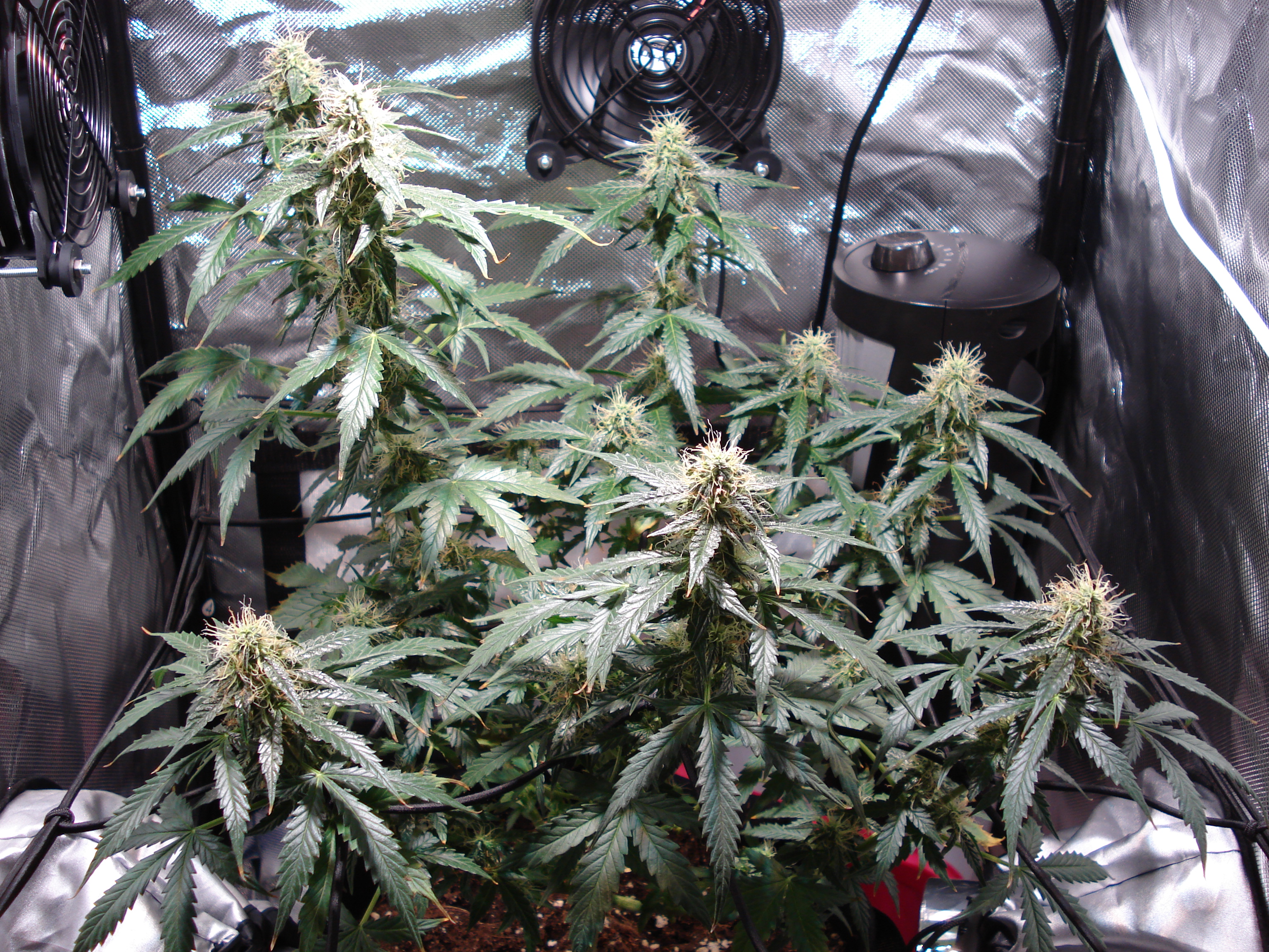 Grow 01 Day 69.JPG