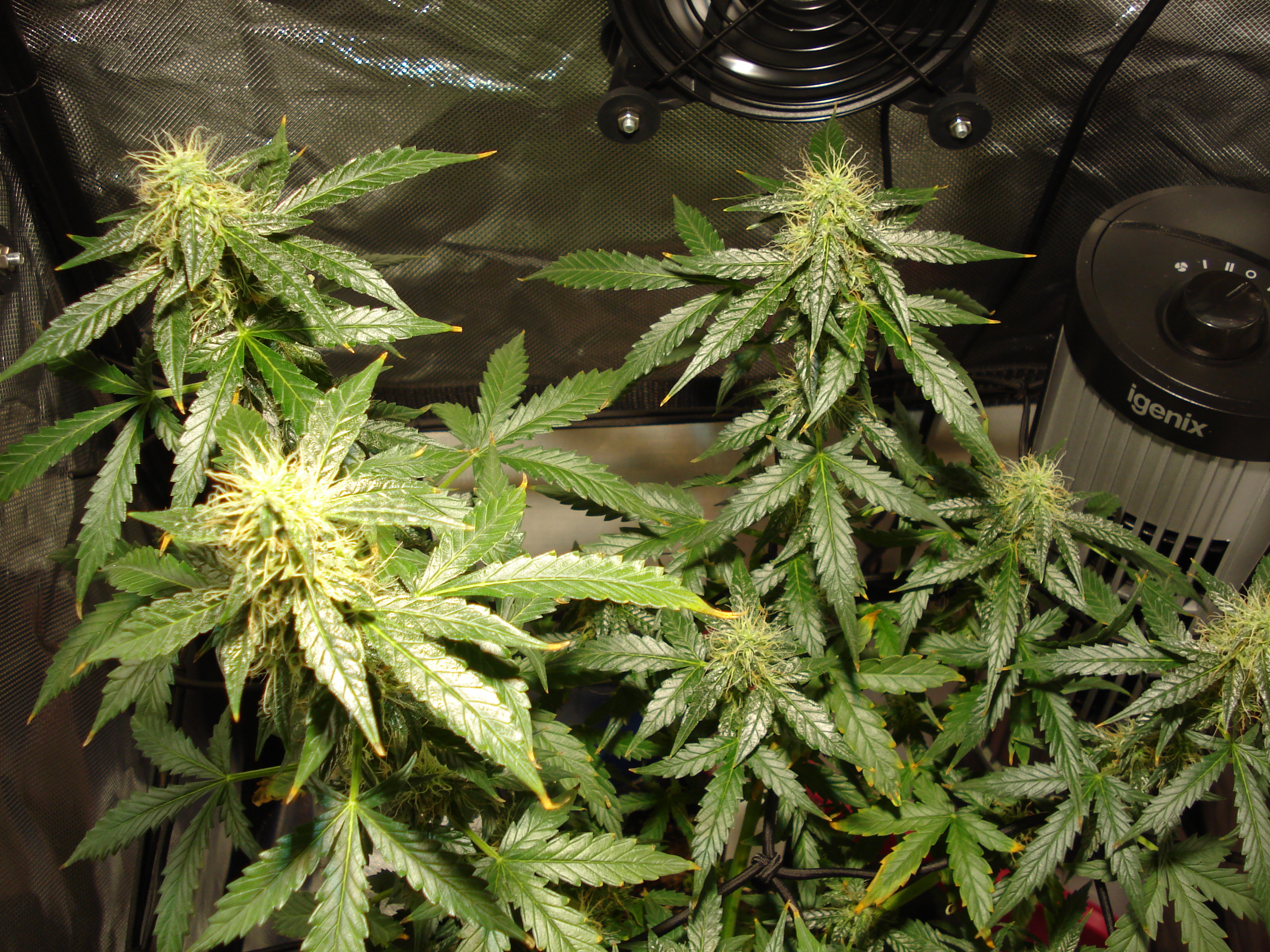 Grow 01 Day 69a.JPG