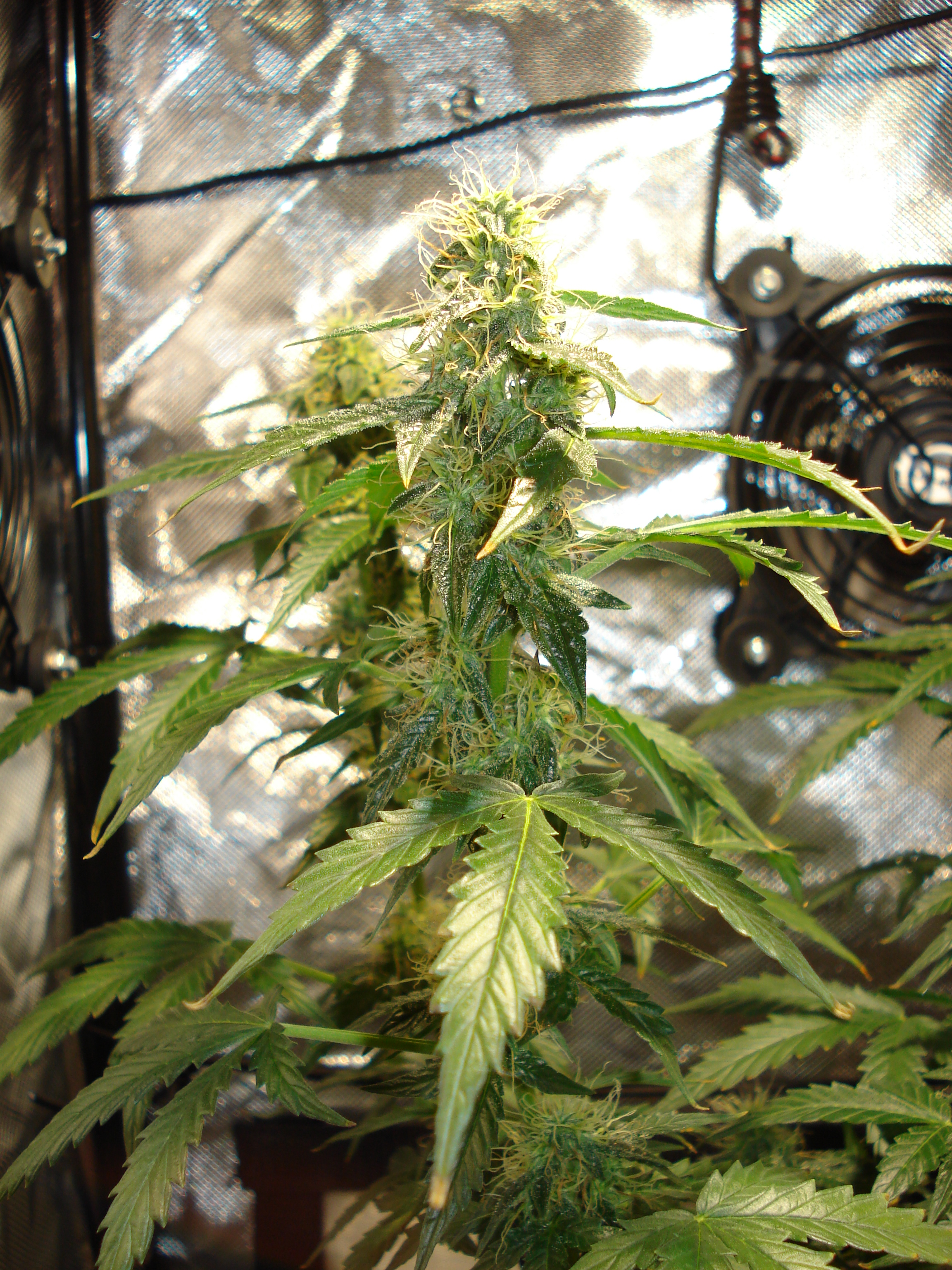 Grow 01 Day 69c.JPG