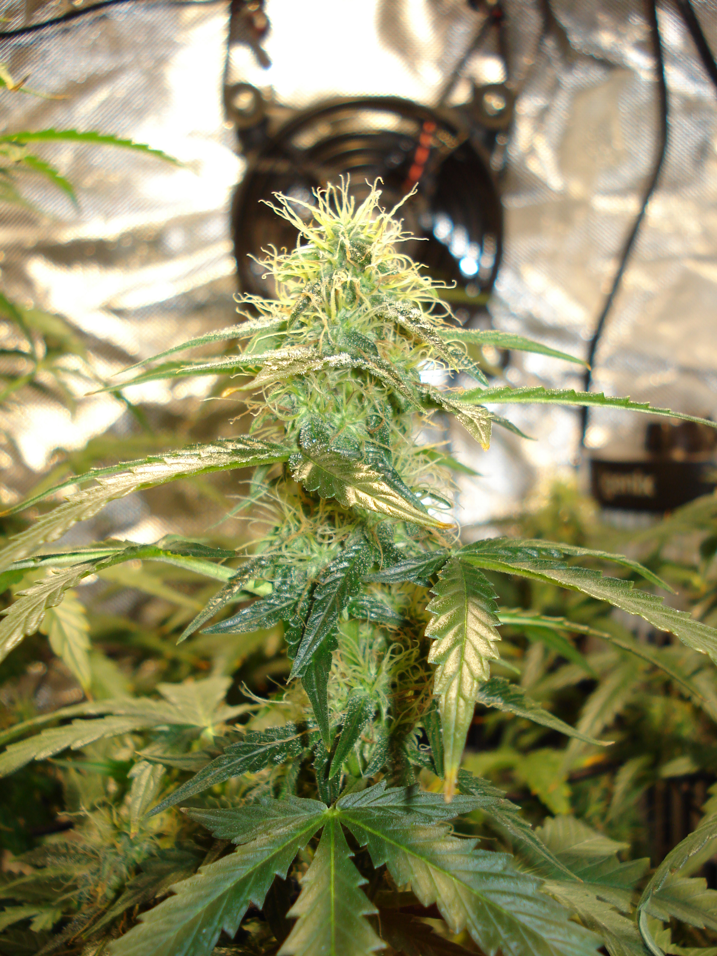 Grow 01 Day 69d.JPG