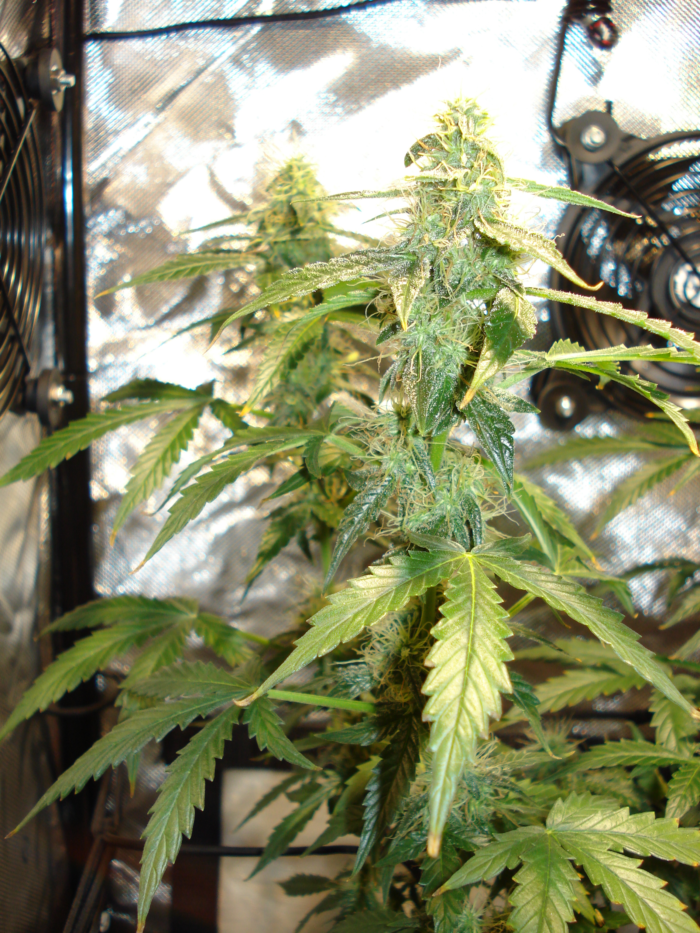 Grow 01 Day 70c.JPG