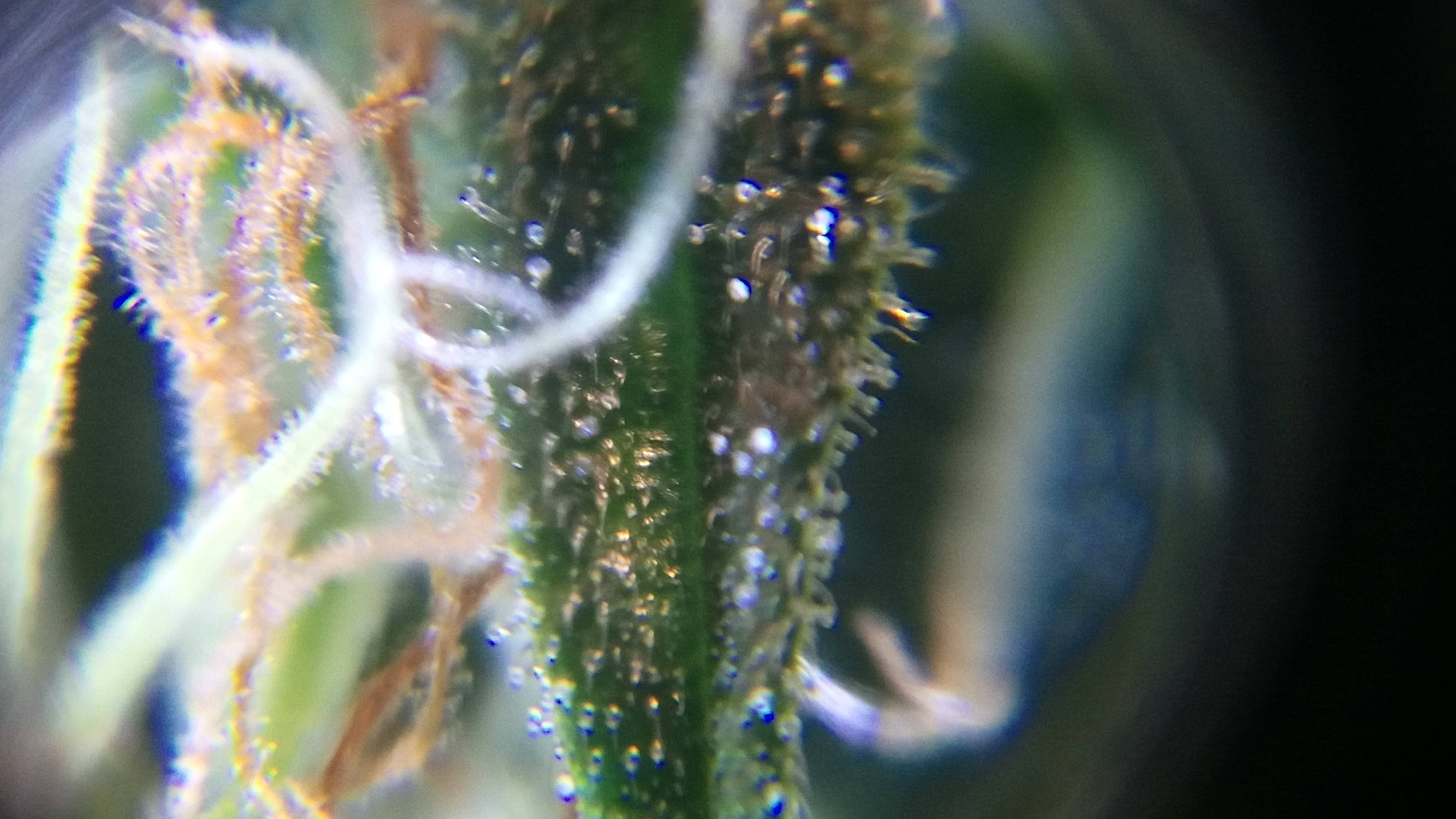 Grow 01 Day 70f.jpg