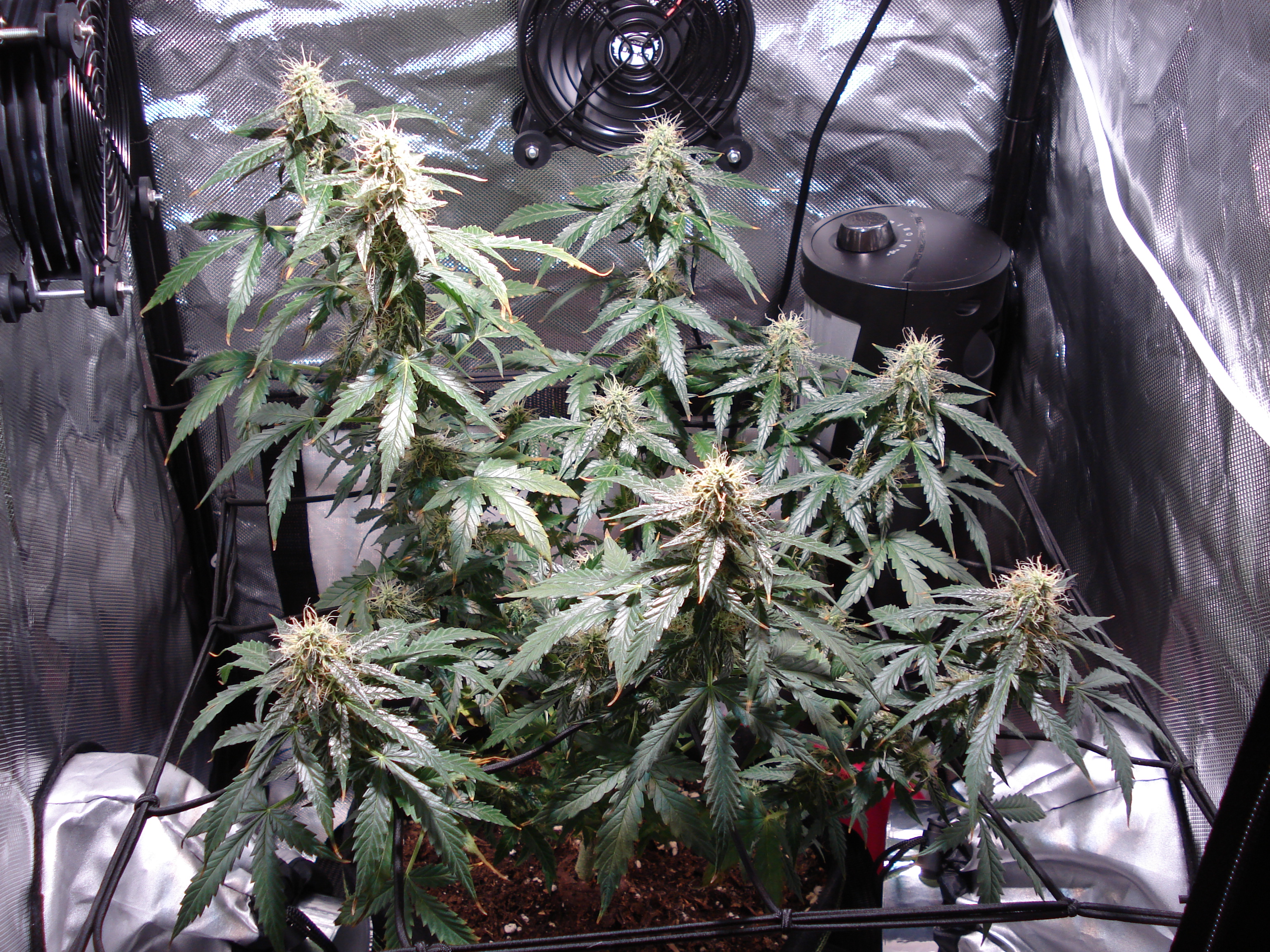 Grow 01 Day 71.JPG