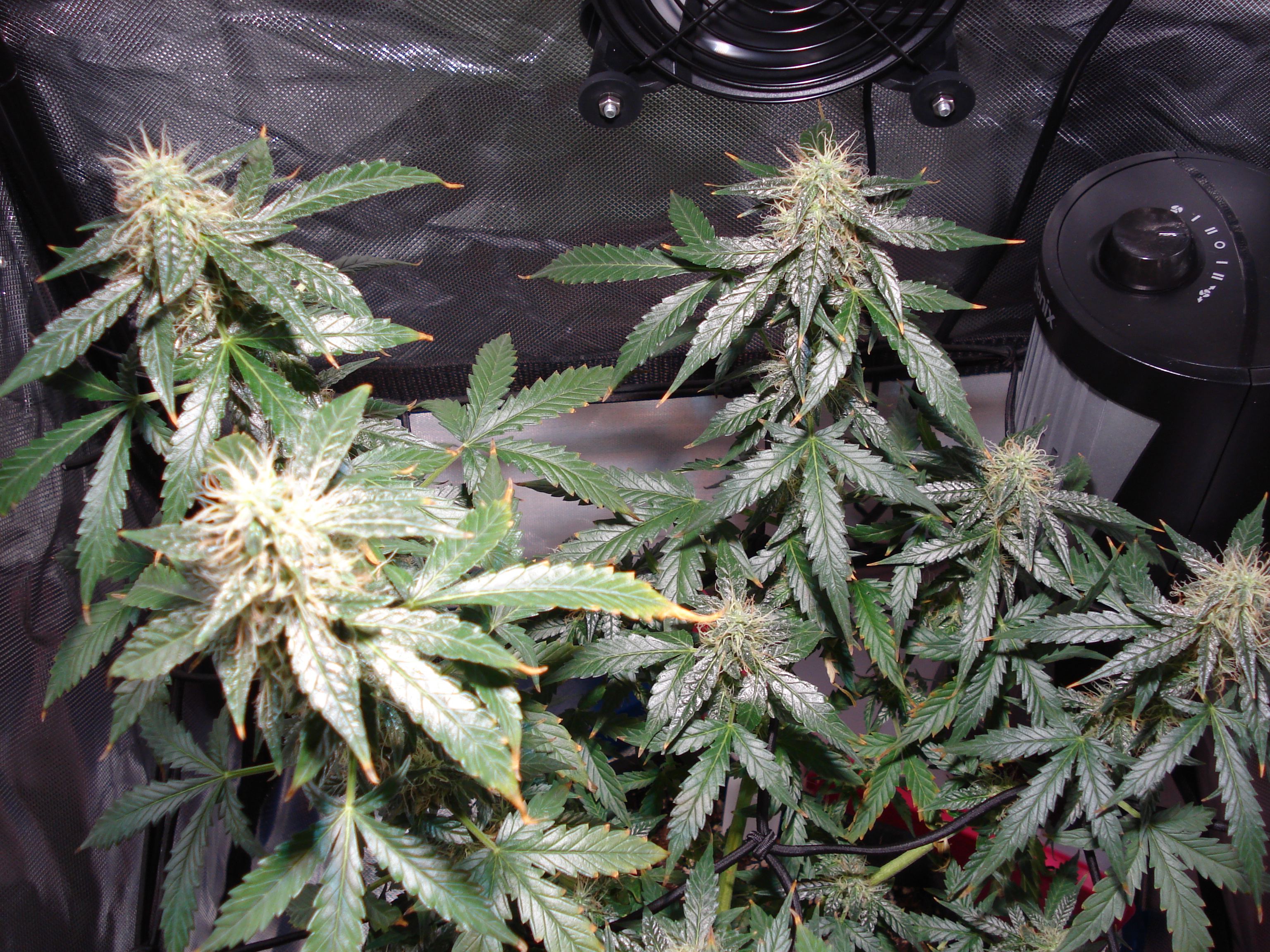 Grow 01 Day 71a.JPG