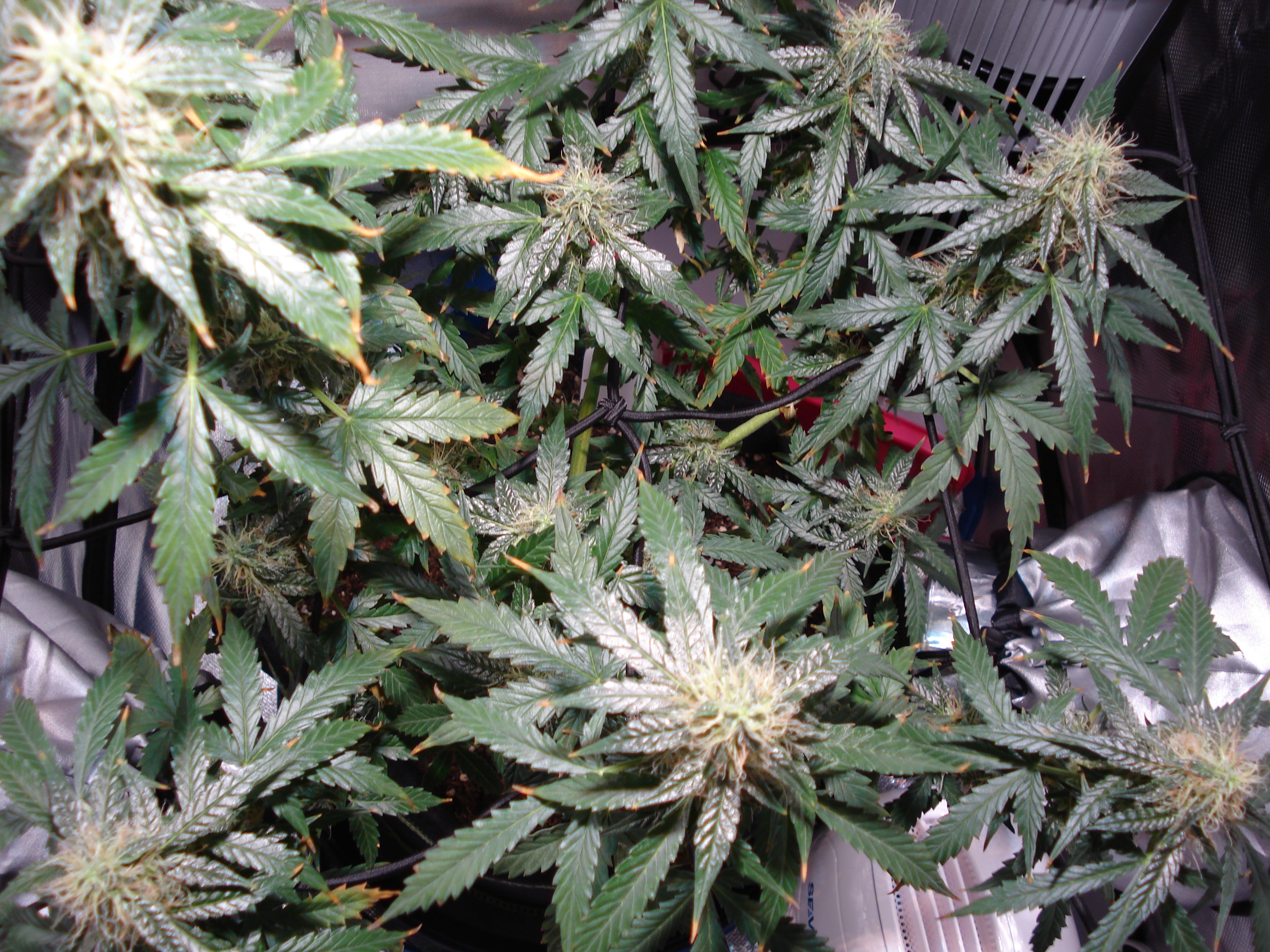 Grow 01 Day 71b.JPG