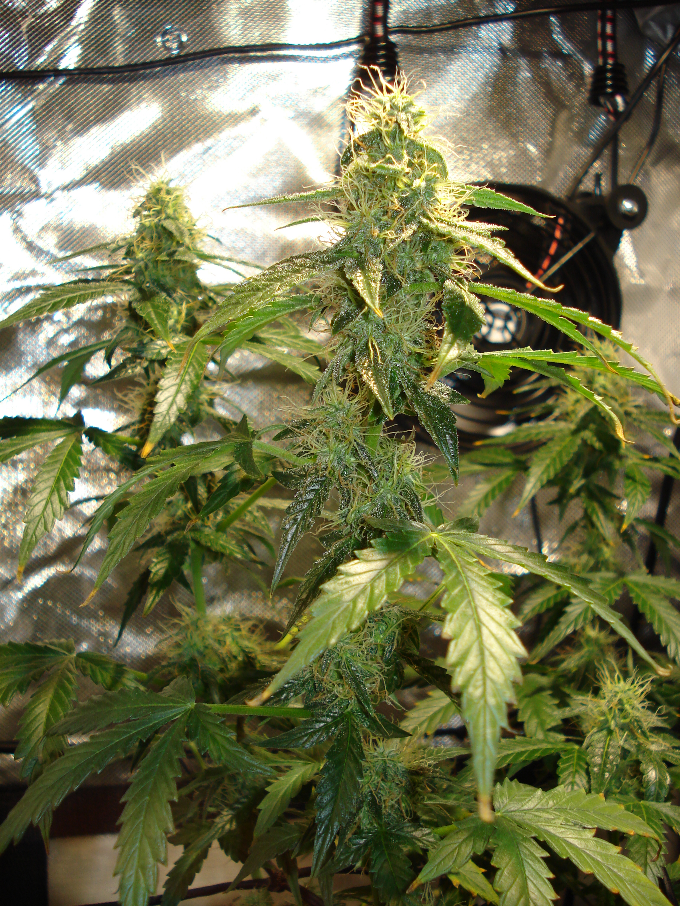 Grow 01 Day 71c.JPG