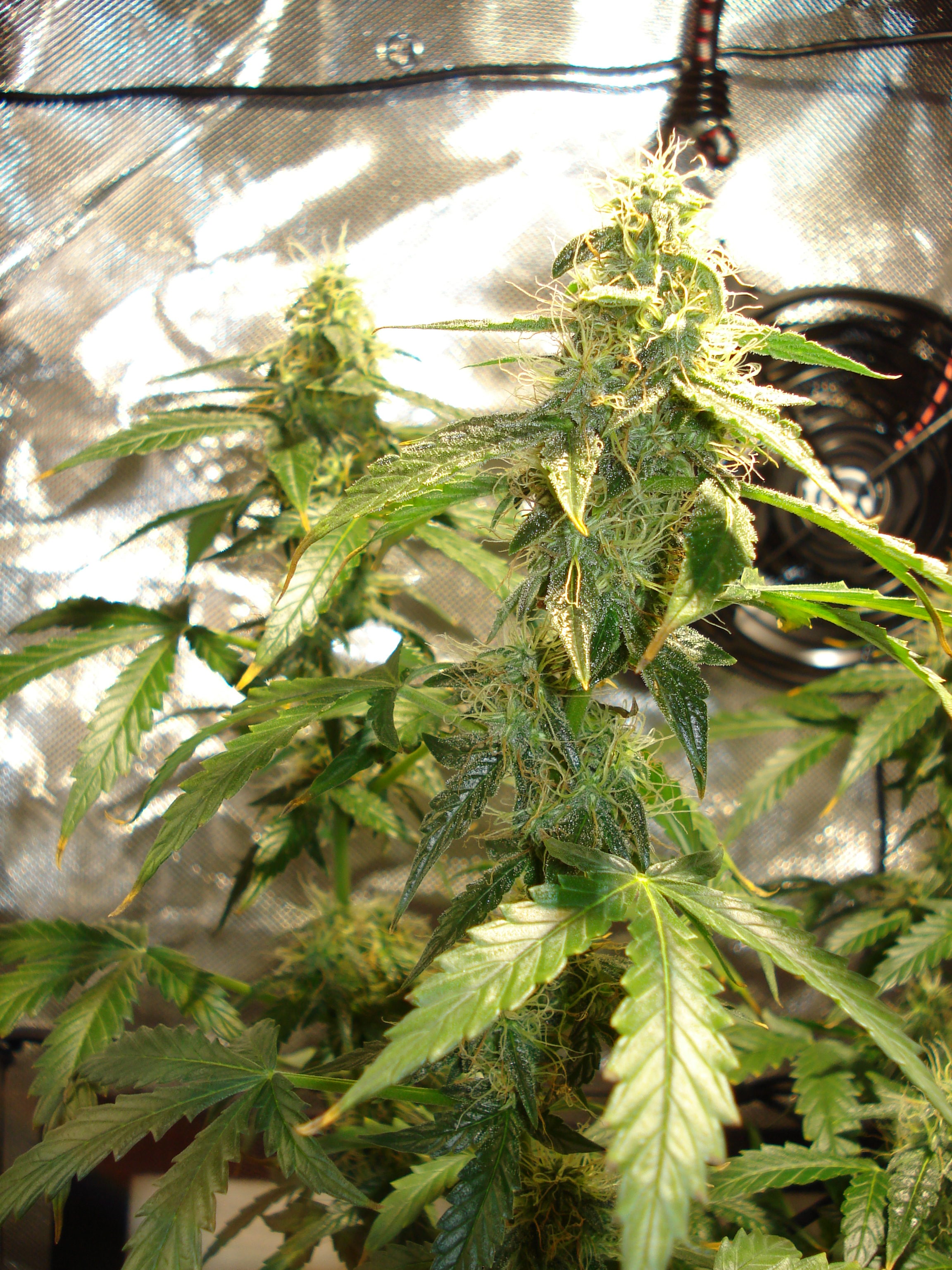 Grow 01 Day 72c.JPG