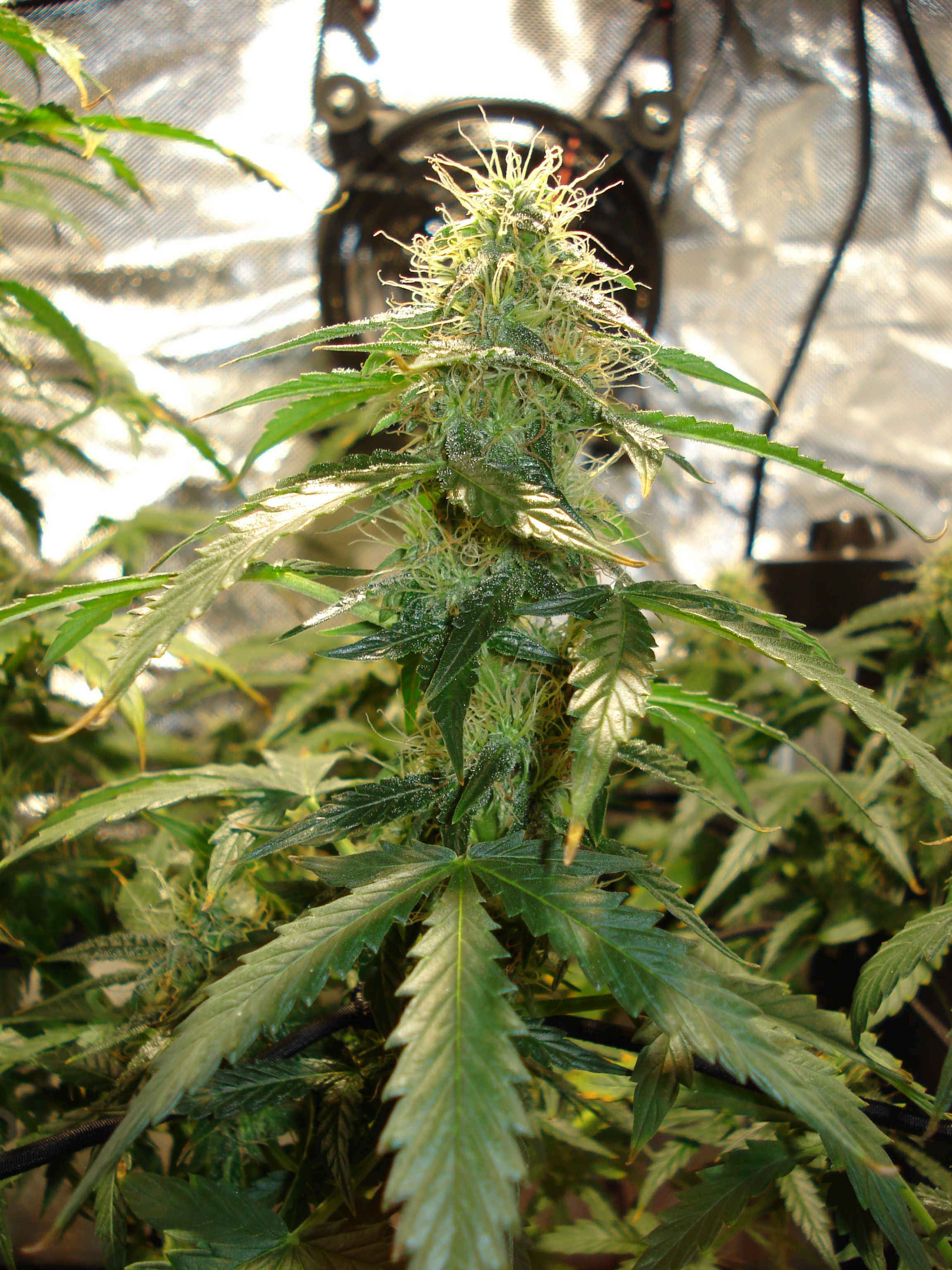 Grow 01 Day 72d.JPG