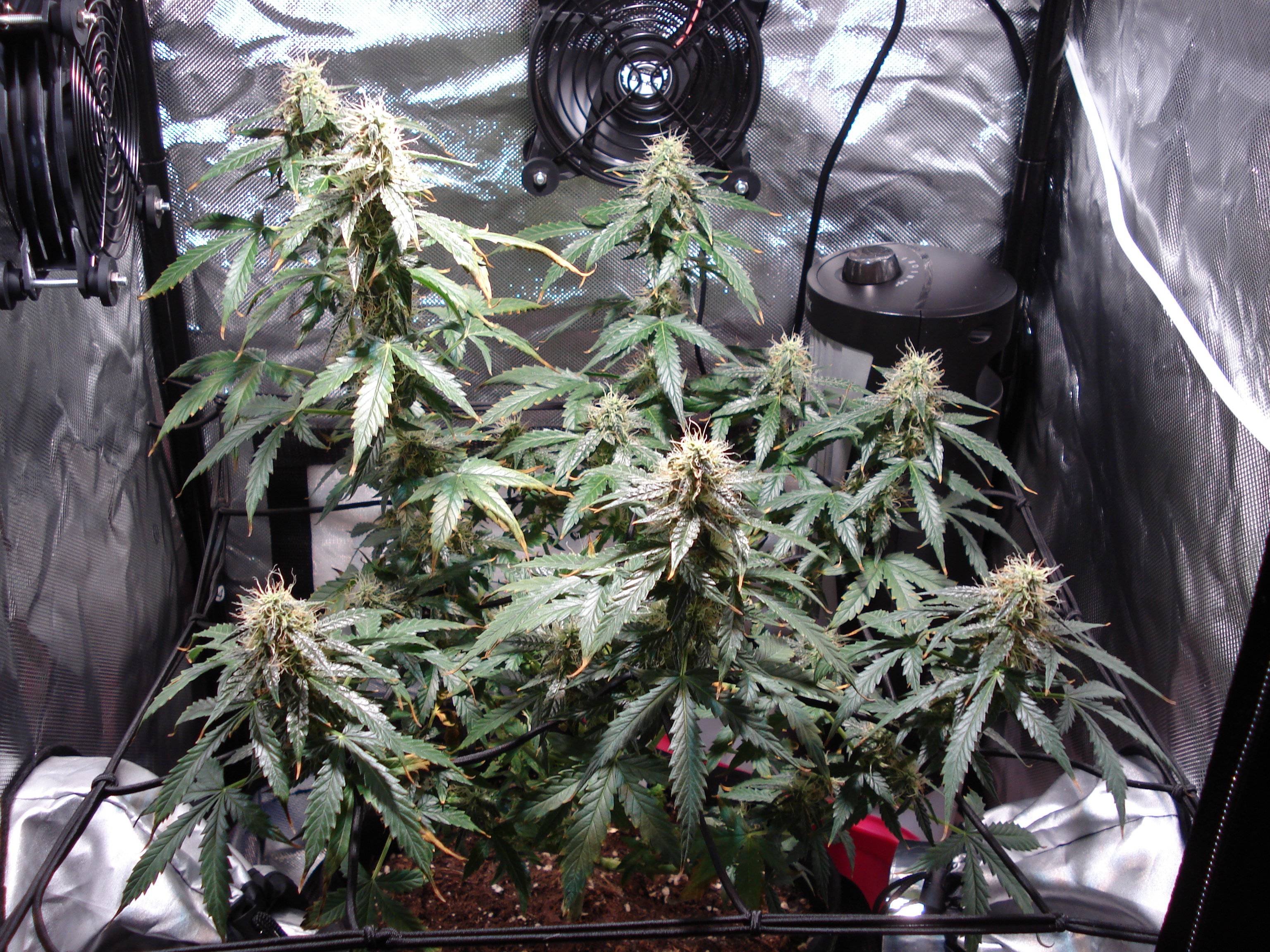 Grow 01 Day 73.JPG