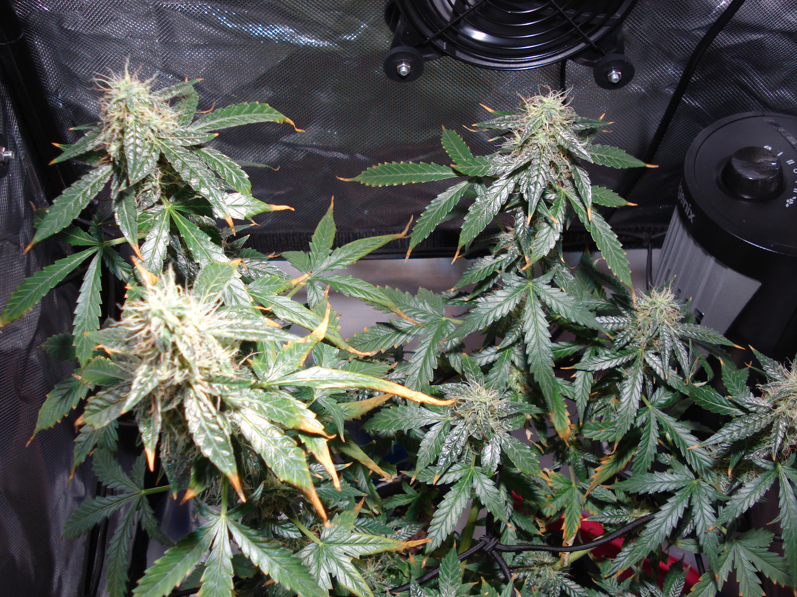 Grow 01 Day 74a.JPG