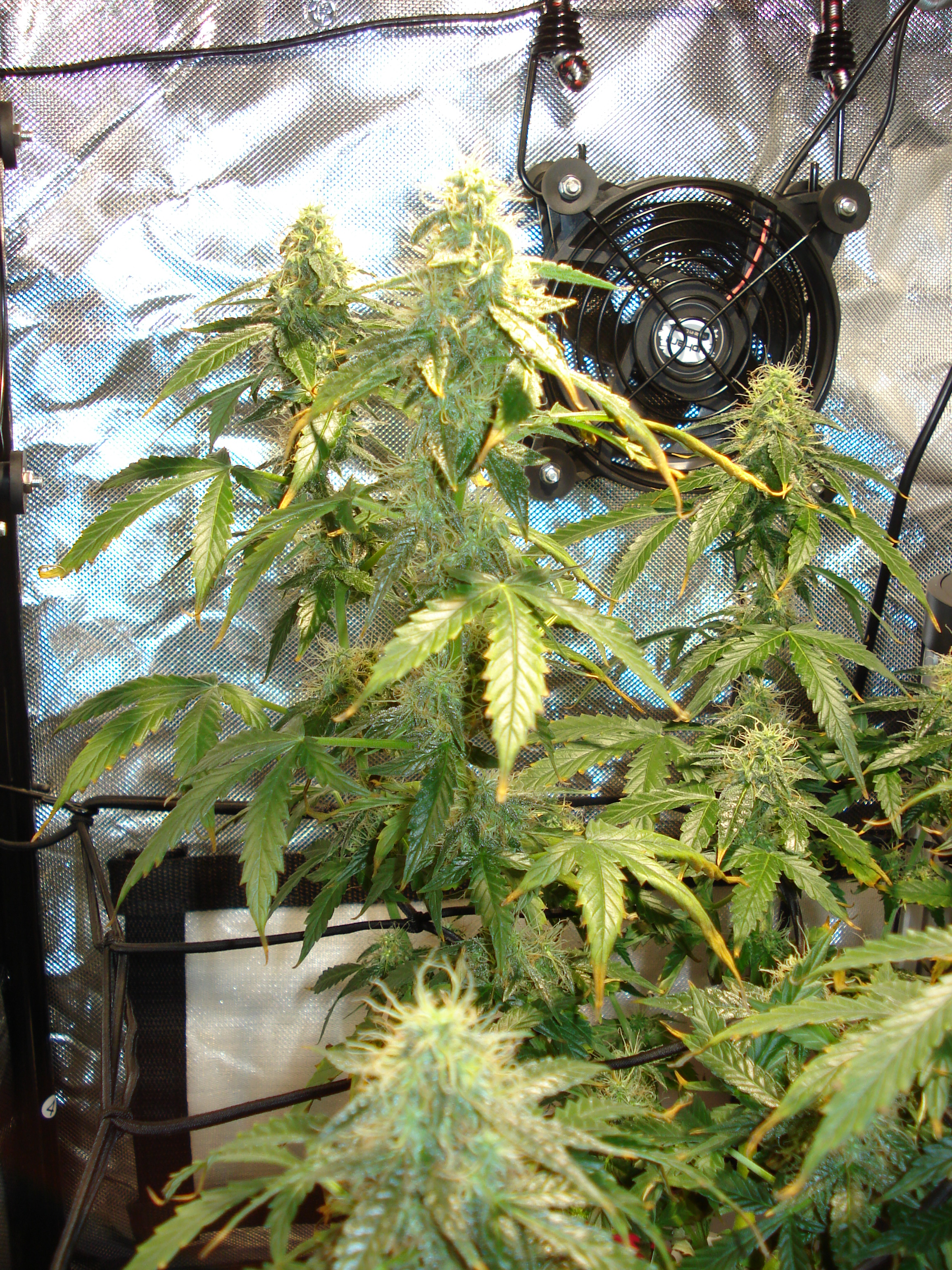 Grow 01 Day 74c.JPG