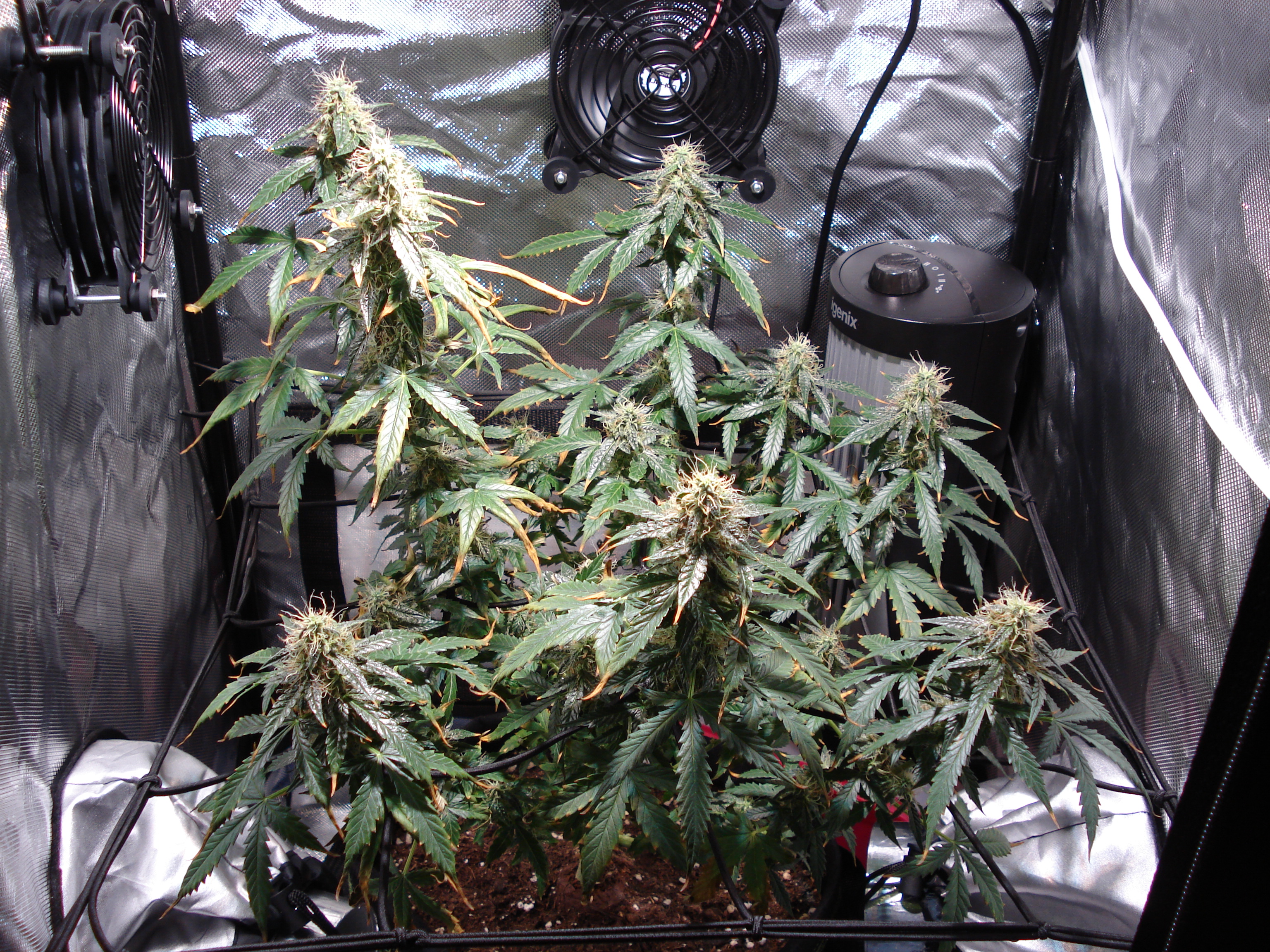 Grow 01 Day 75.JPG