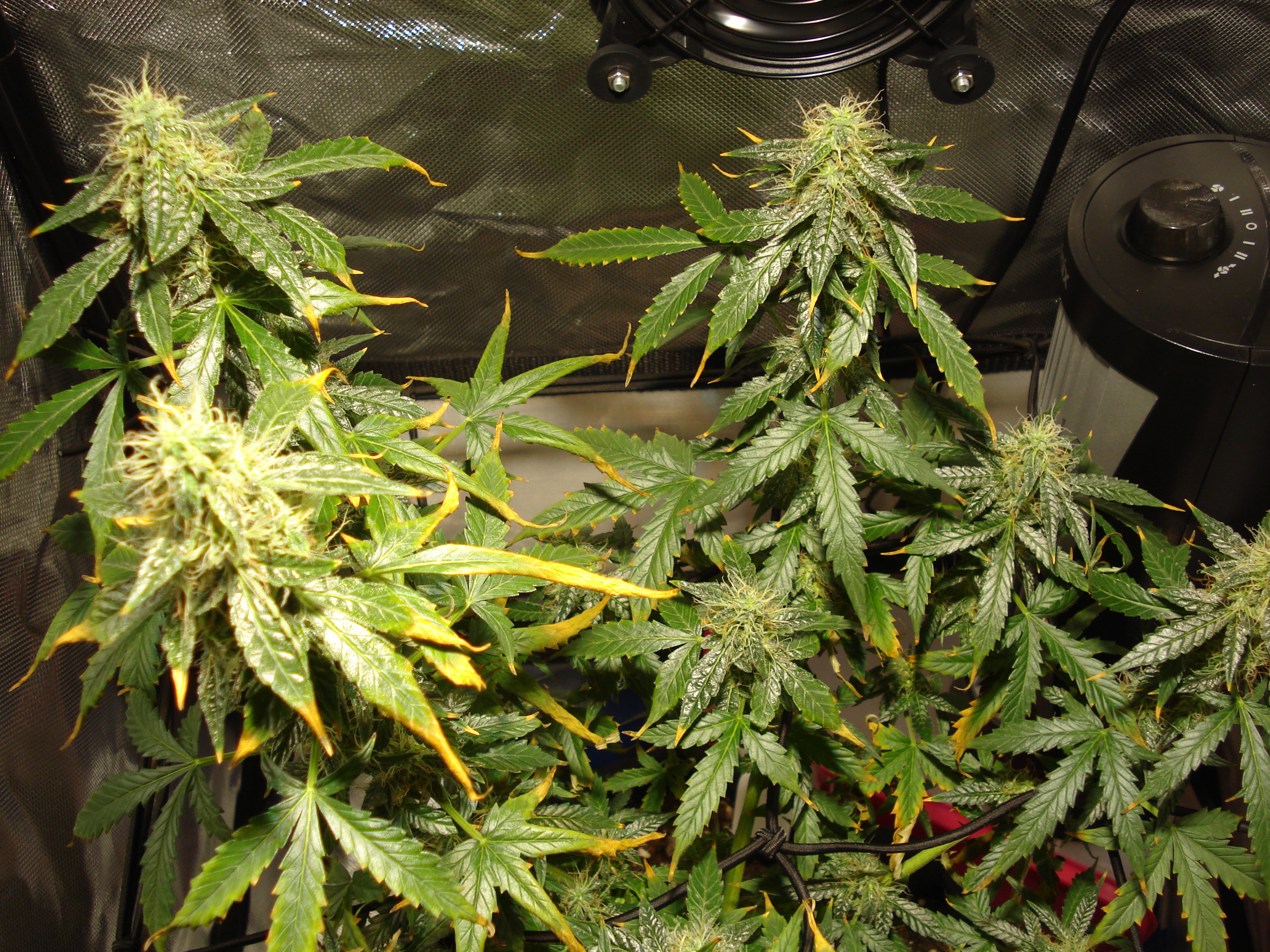 Grow 01 Day 75a.JPG