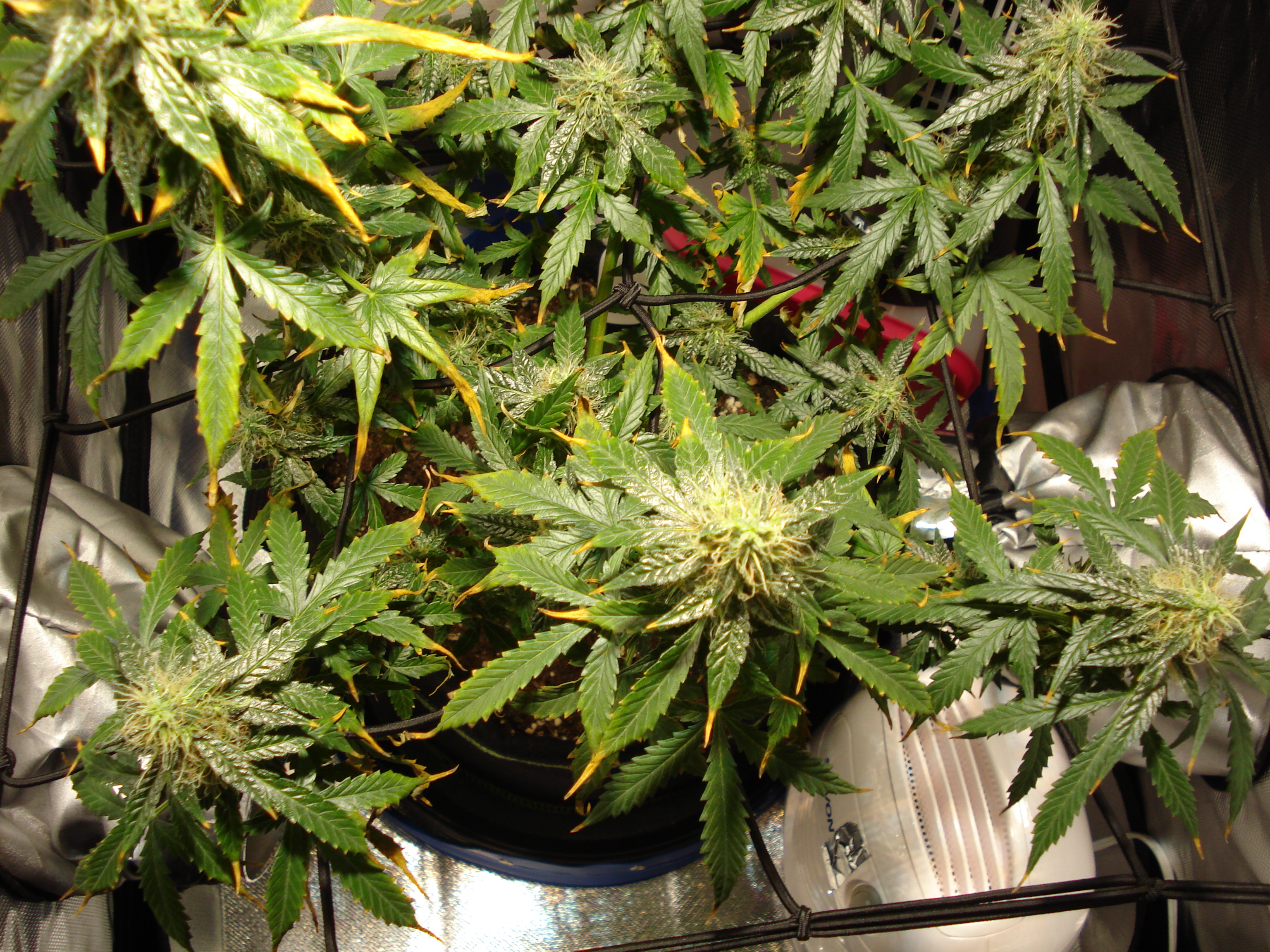 Grow 01 Day 75b.JPG