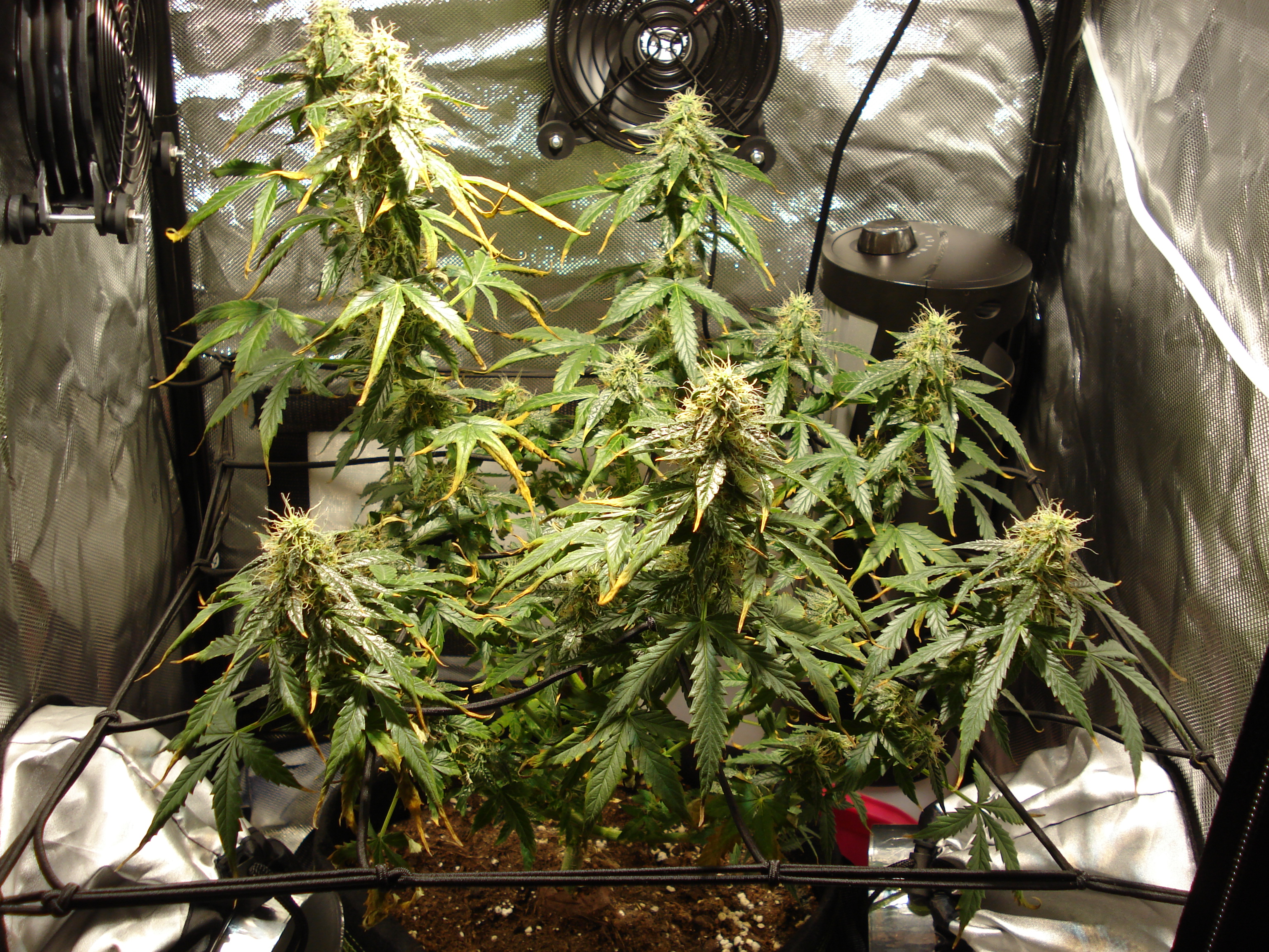 Grow 01 Day 76.JPG