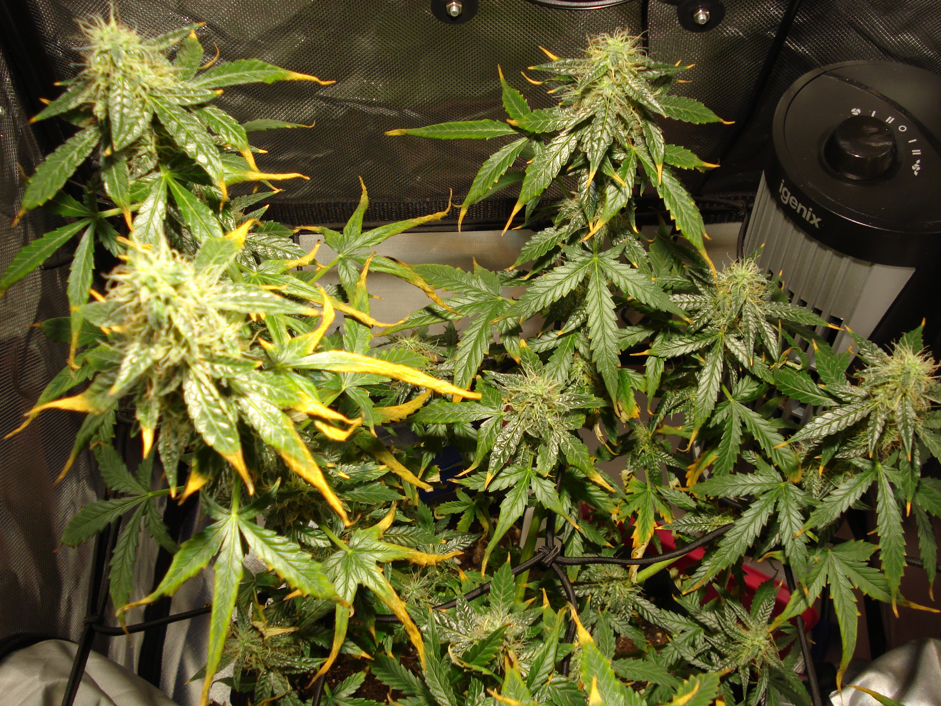 Grow 01 Day 76a.JPG