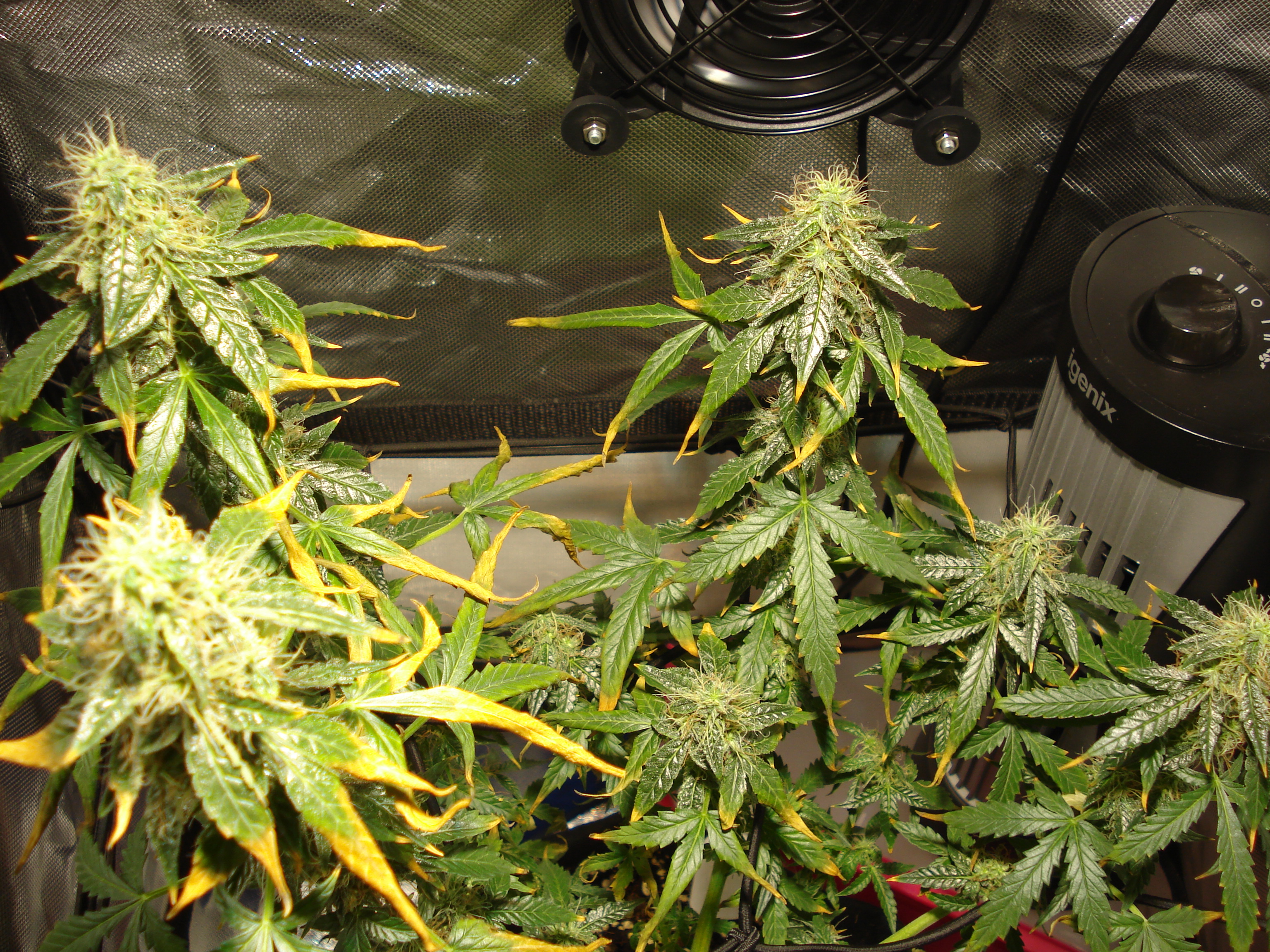 Grow 01 Day 77a.JPG