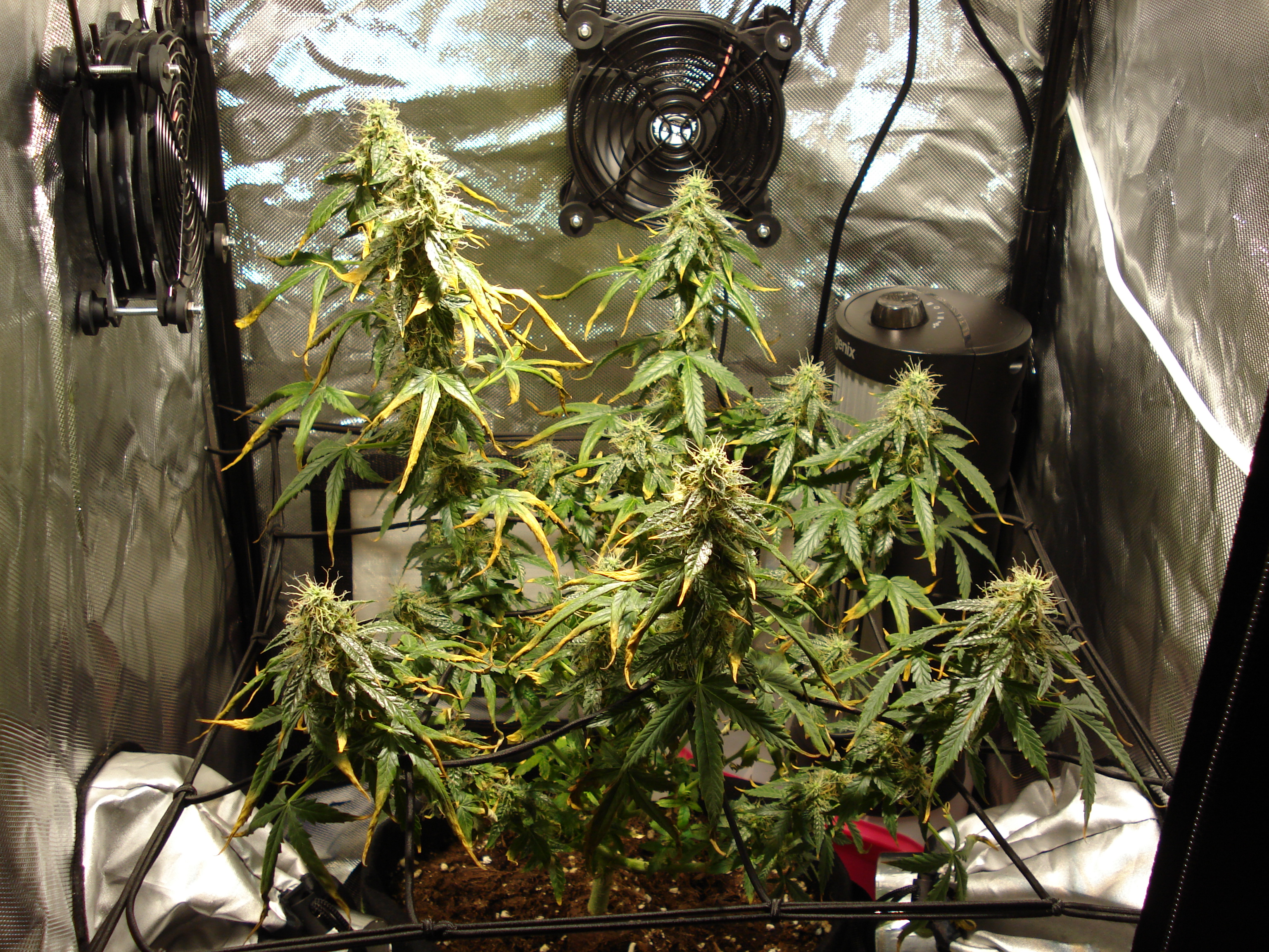 Grow 01 Day 78.JPG