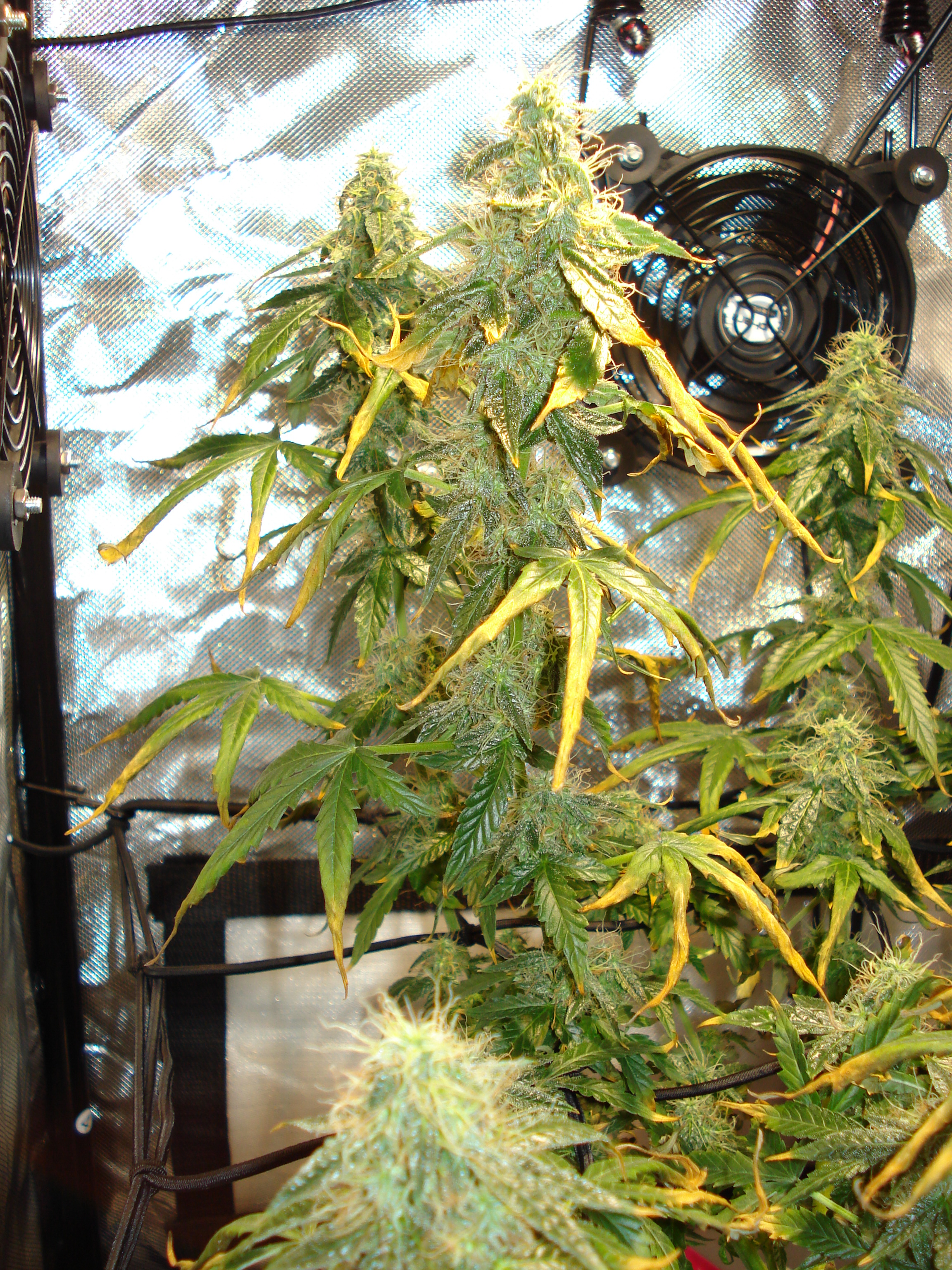 Grow 01 Day 78c.JPG