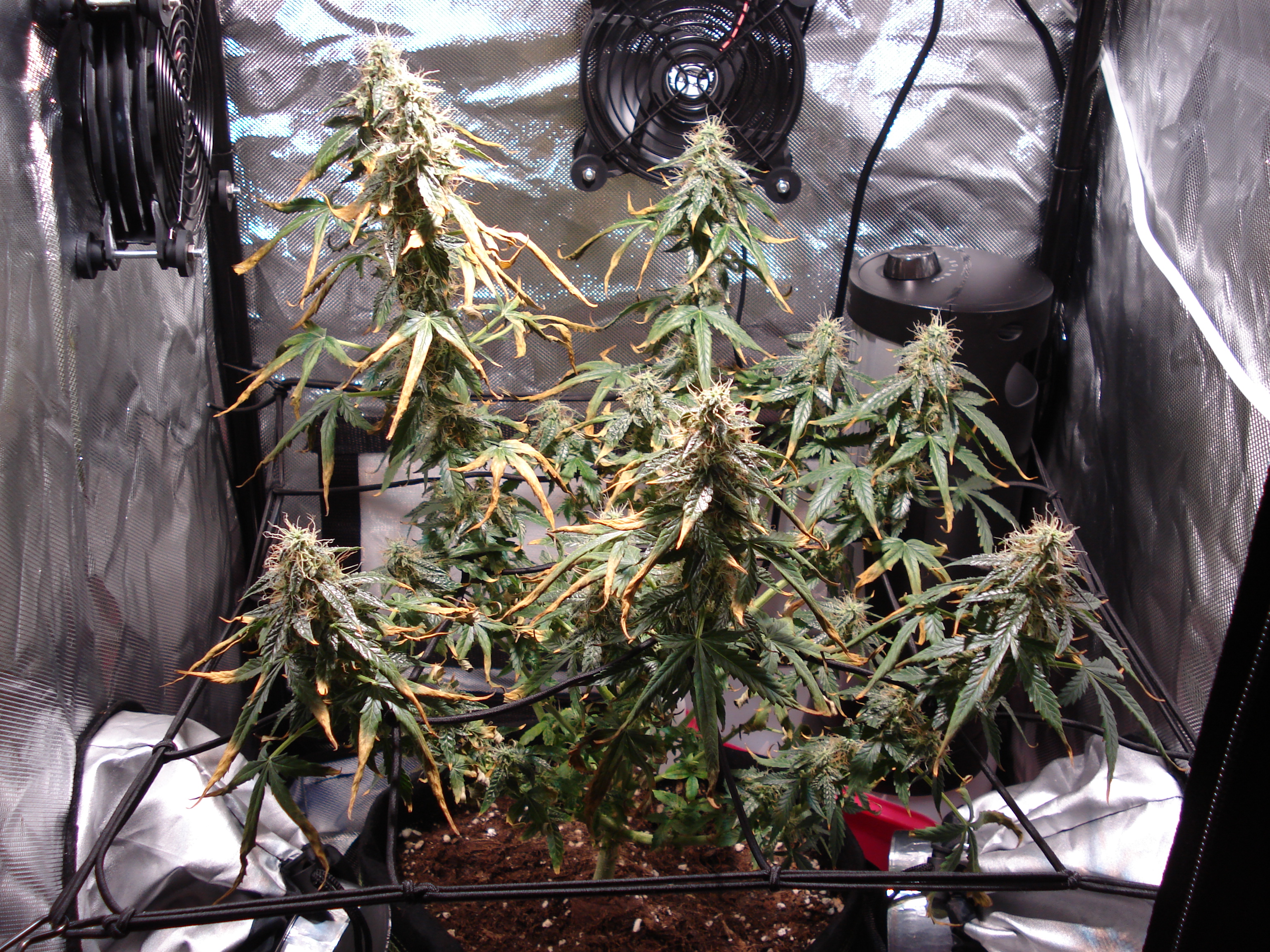 Grow 01 Day 79.JPG