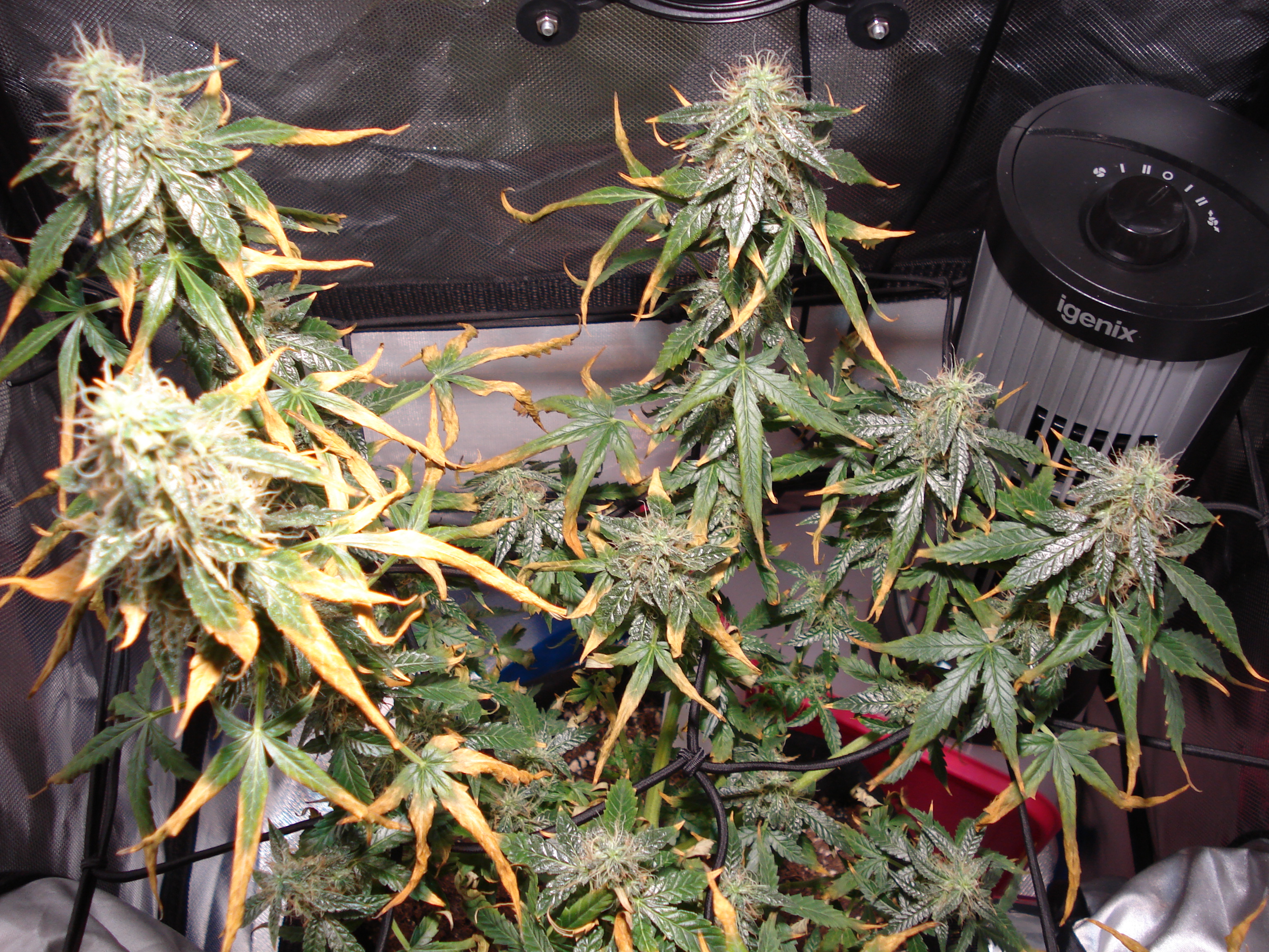 Grow 01 Day 79a.JPG