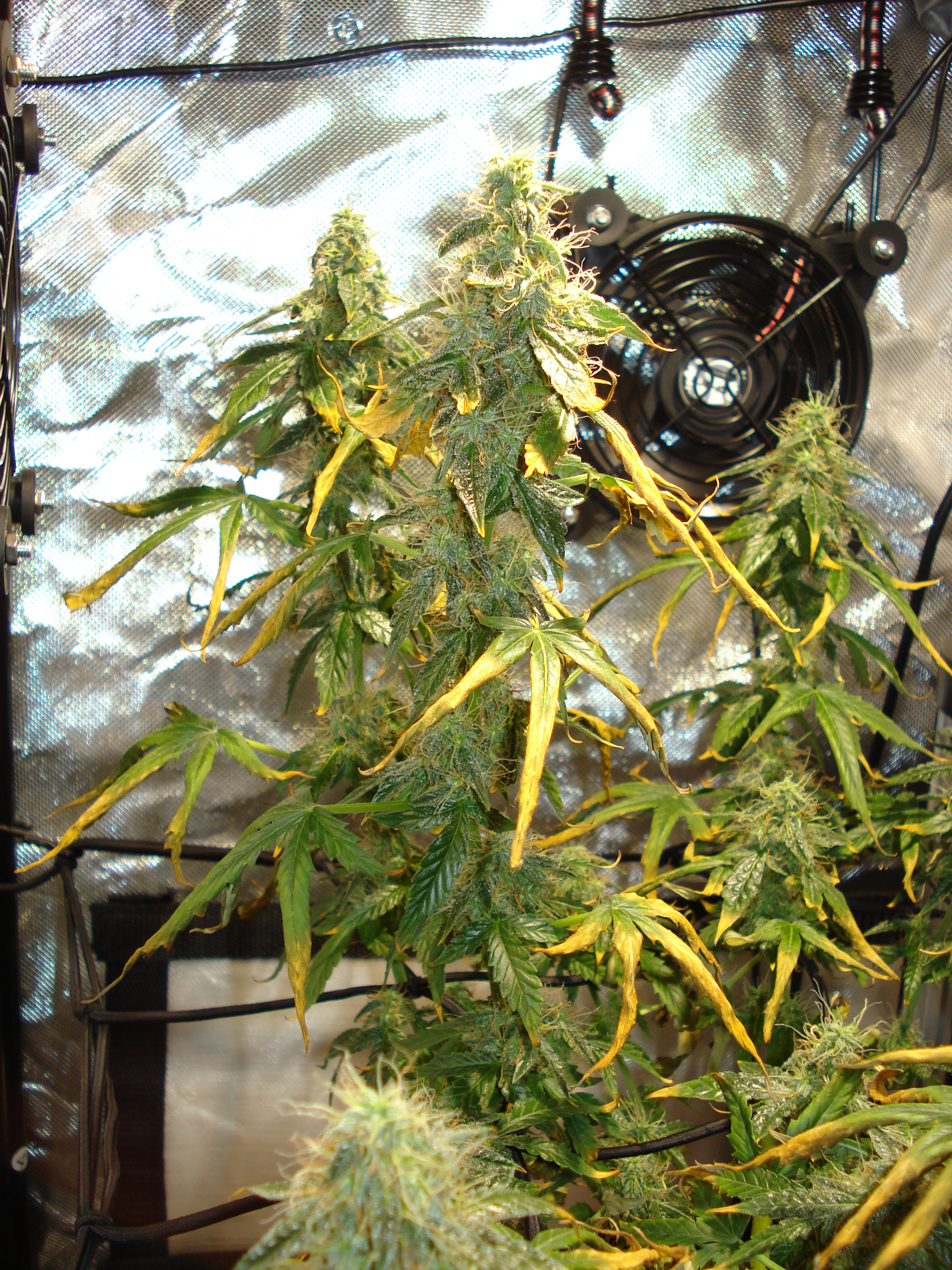 Grow 01 Day 79c.JPG