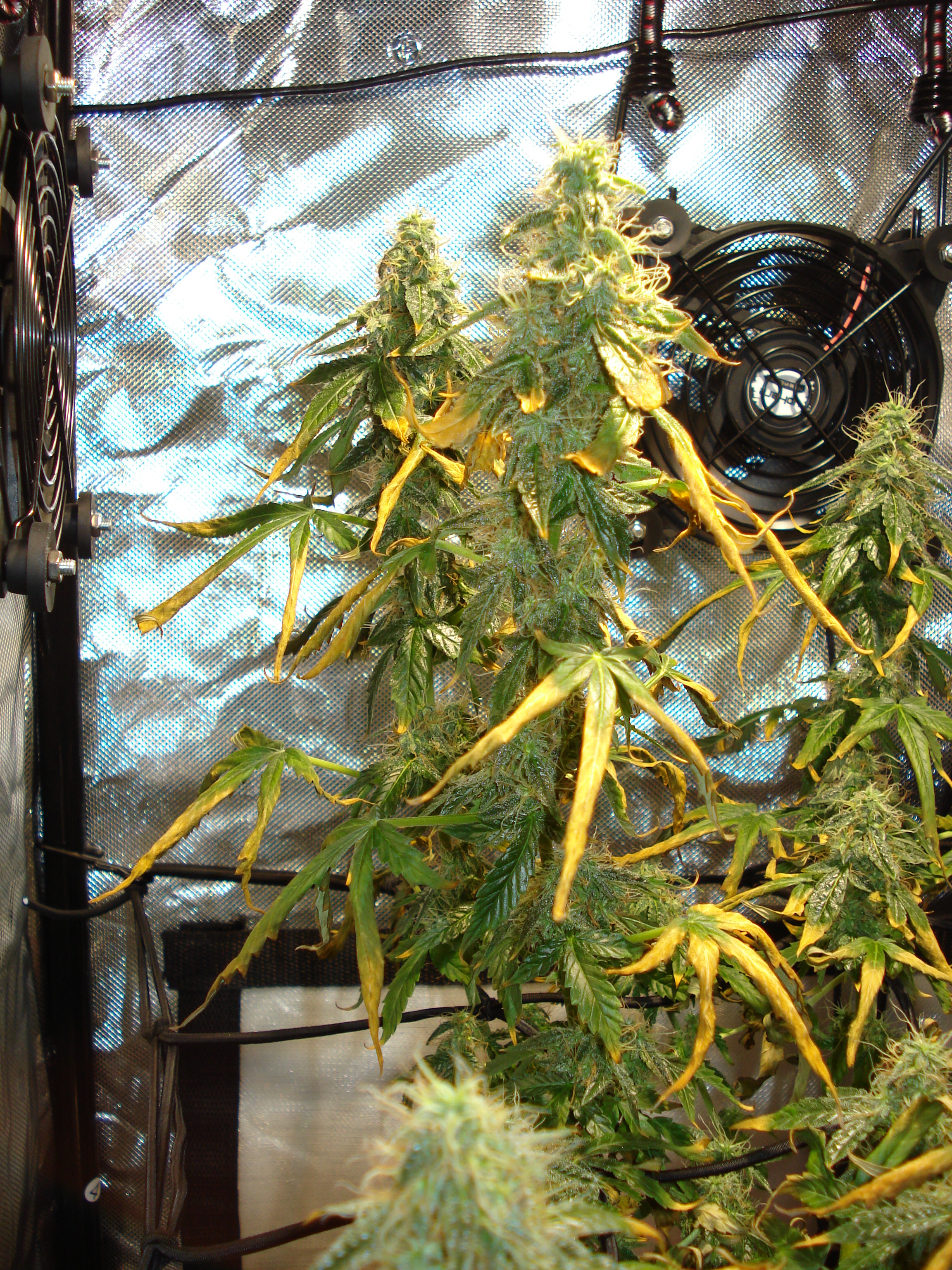 Grow 01 Day 80c.JPG