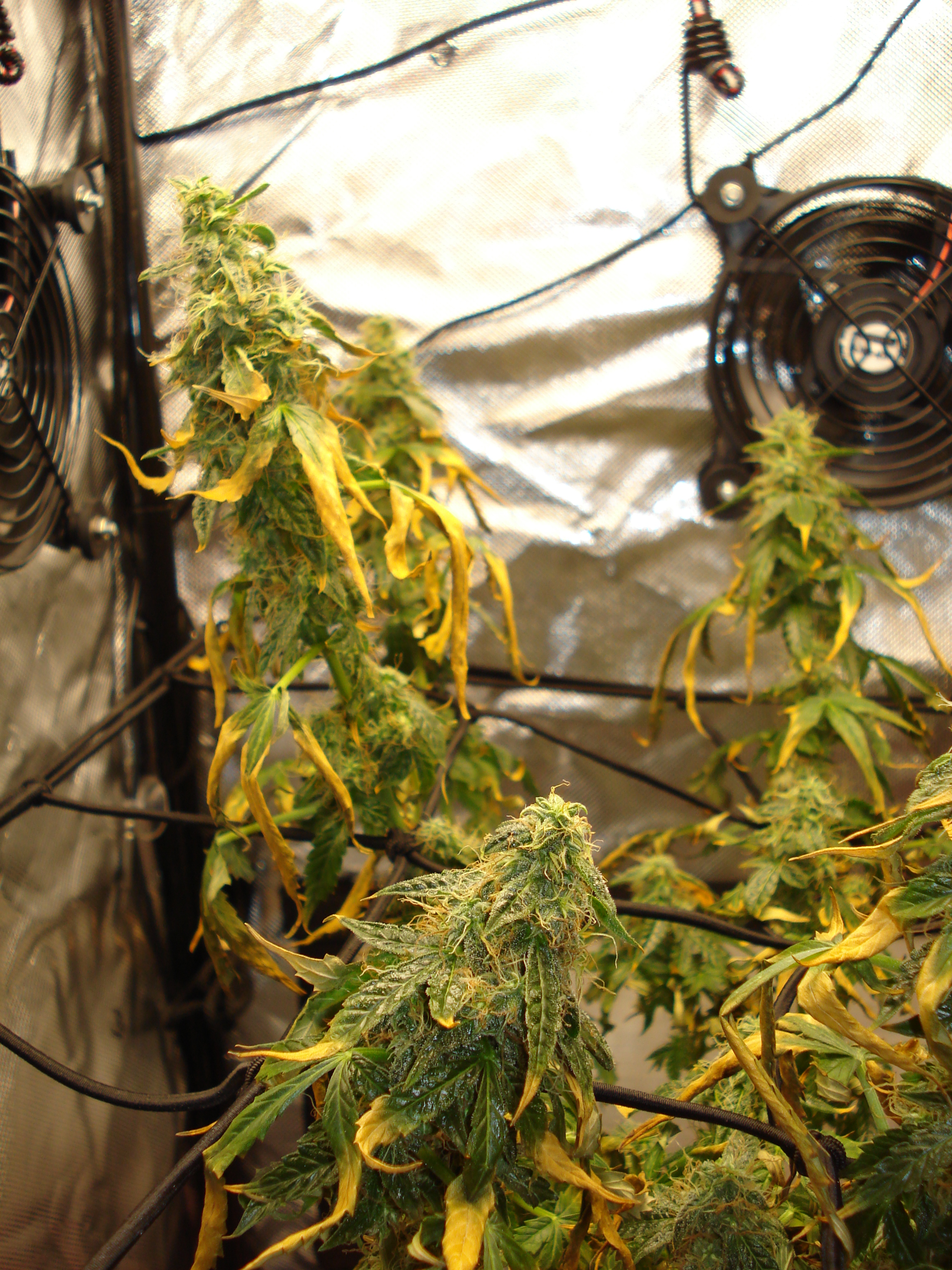 Grow 01 Day 81c.JPG