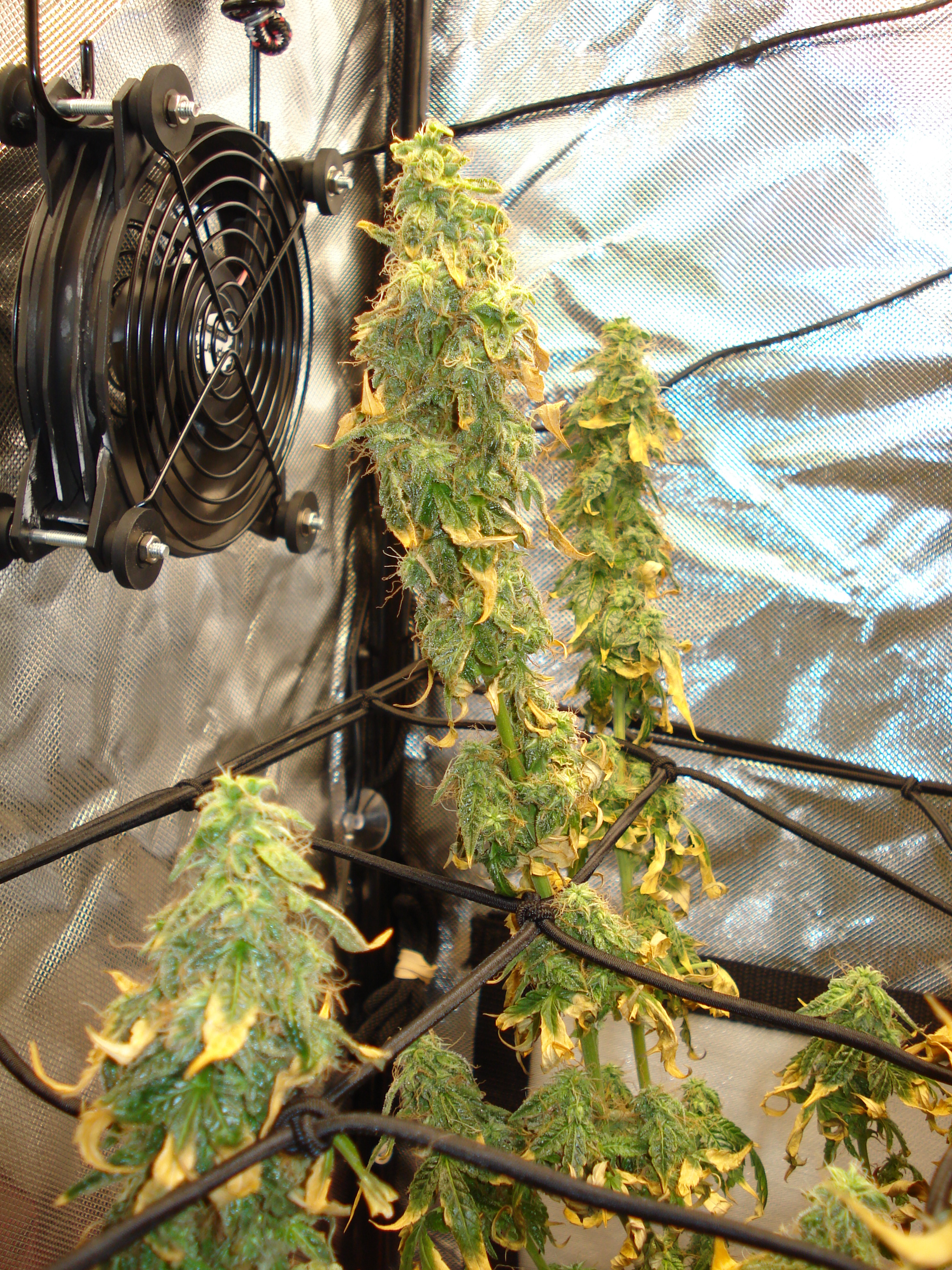 Grow 01 Day 84c.JPG