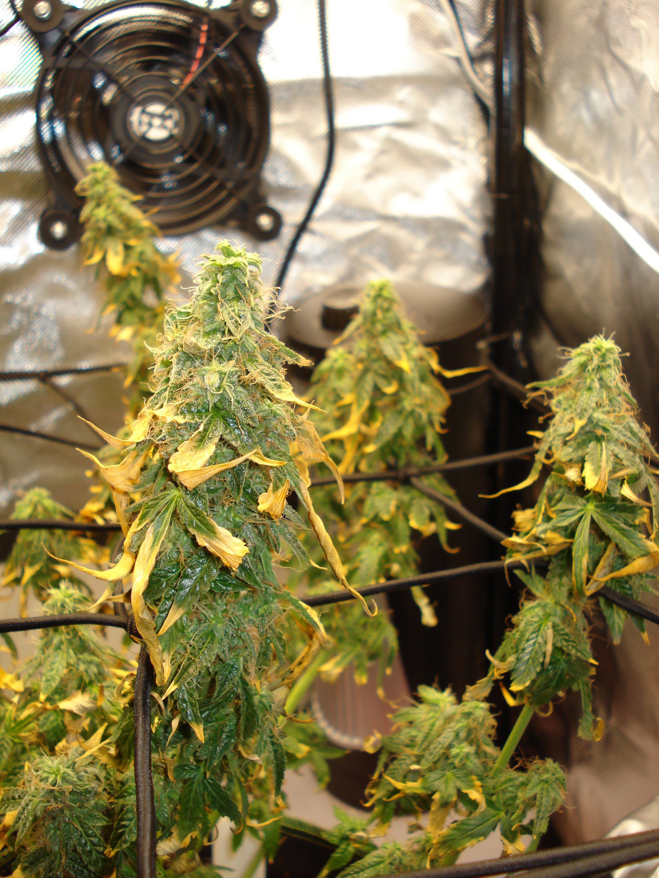 Grow 01 Day 84d.JPG