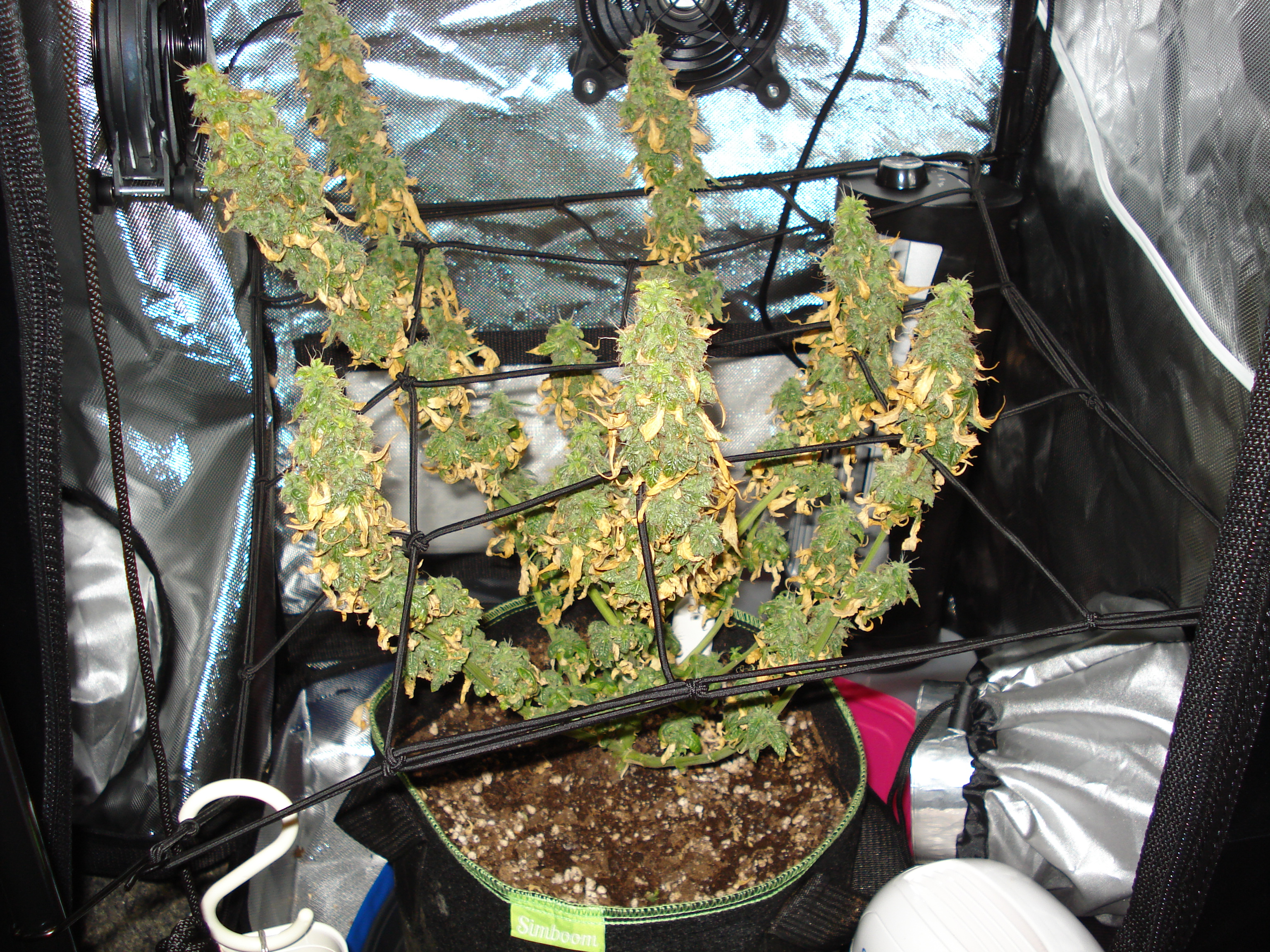 Grow 01 Day 93.JPG