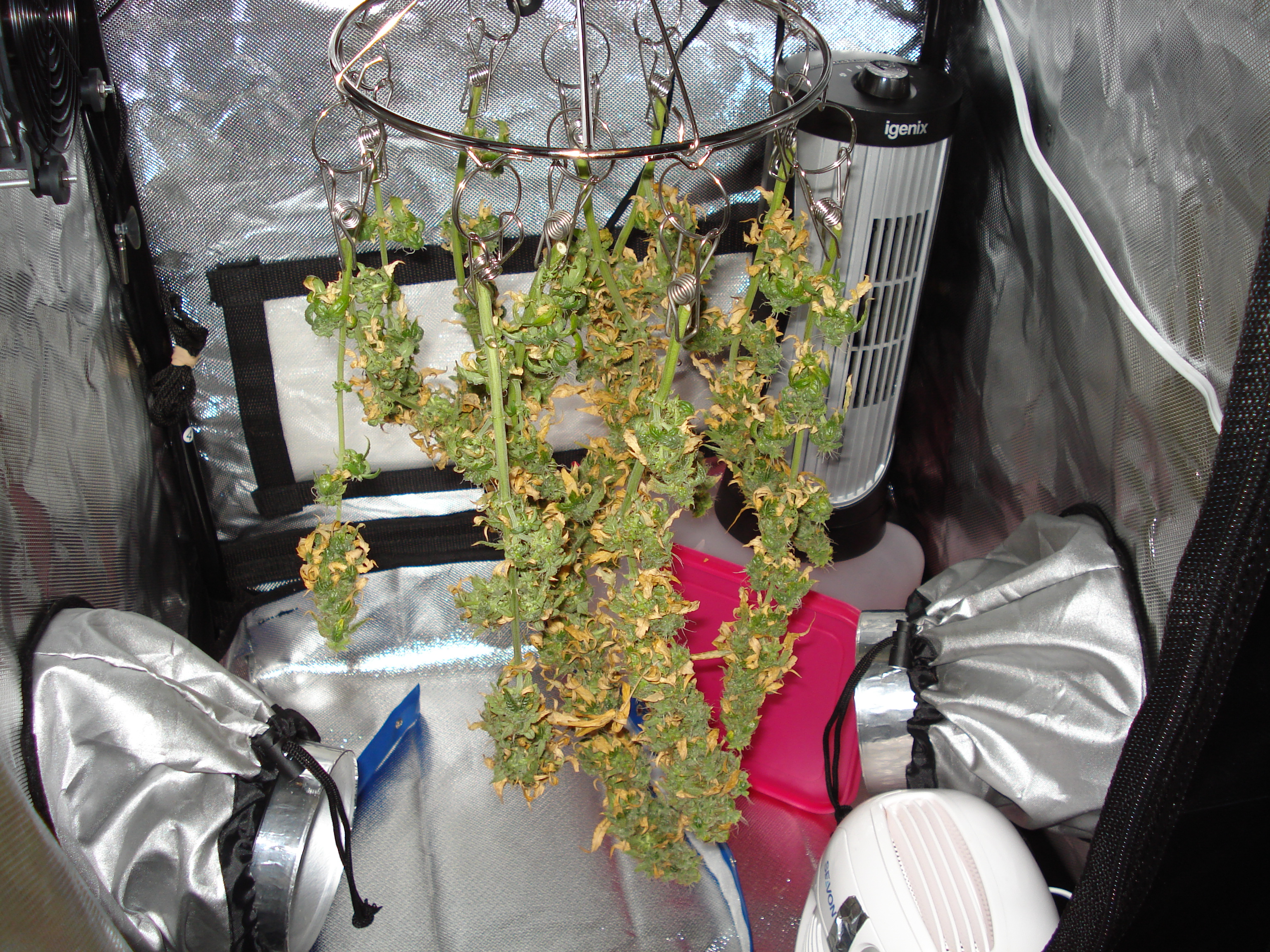 Grow 01 Day 93b.JPG