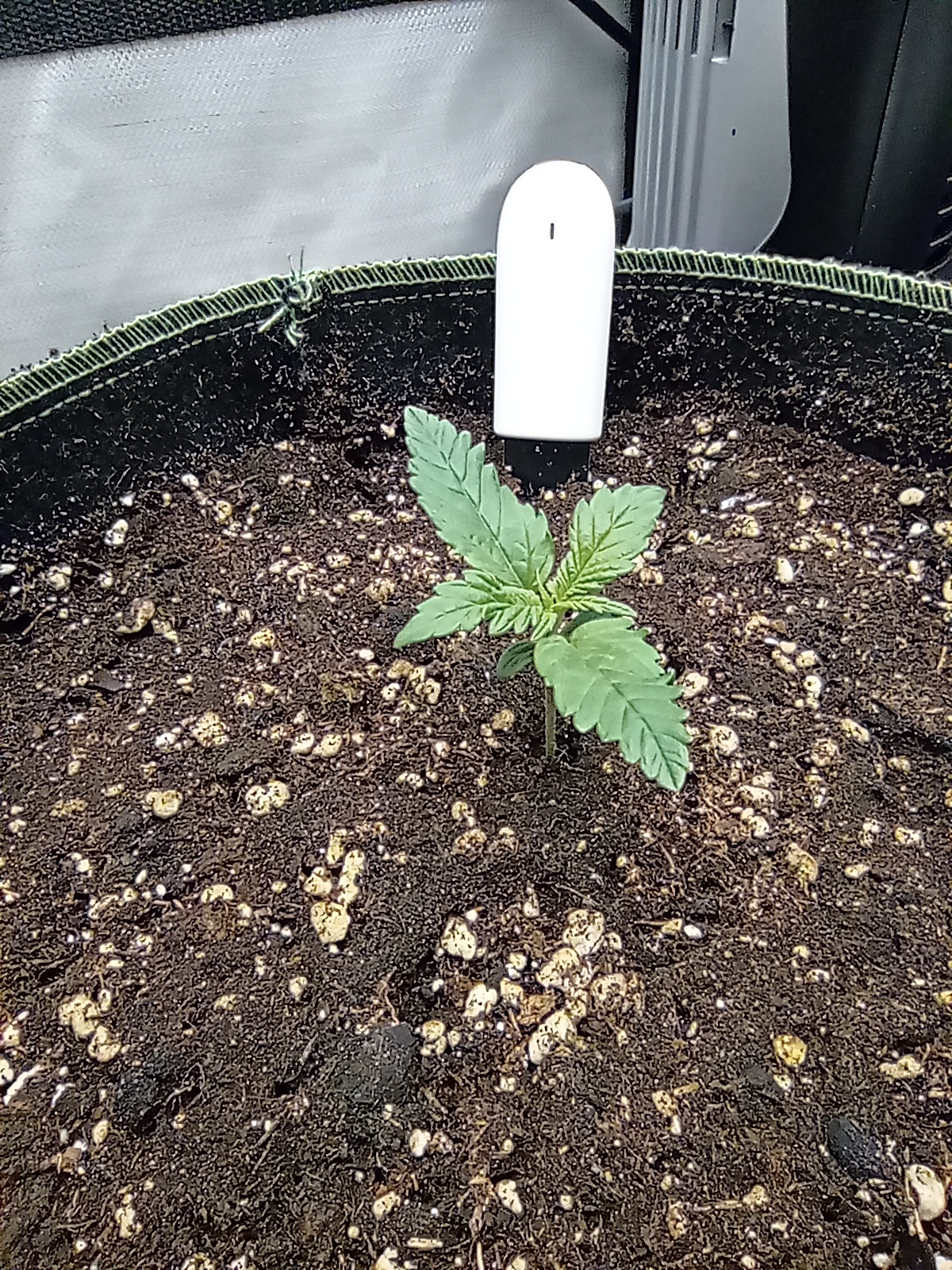 Grow 02 Day 07.jpg