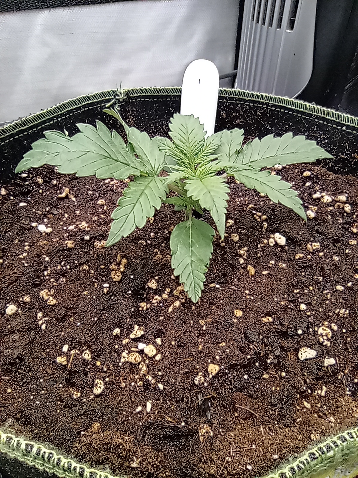 Grow 02 Day 11.jpg