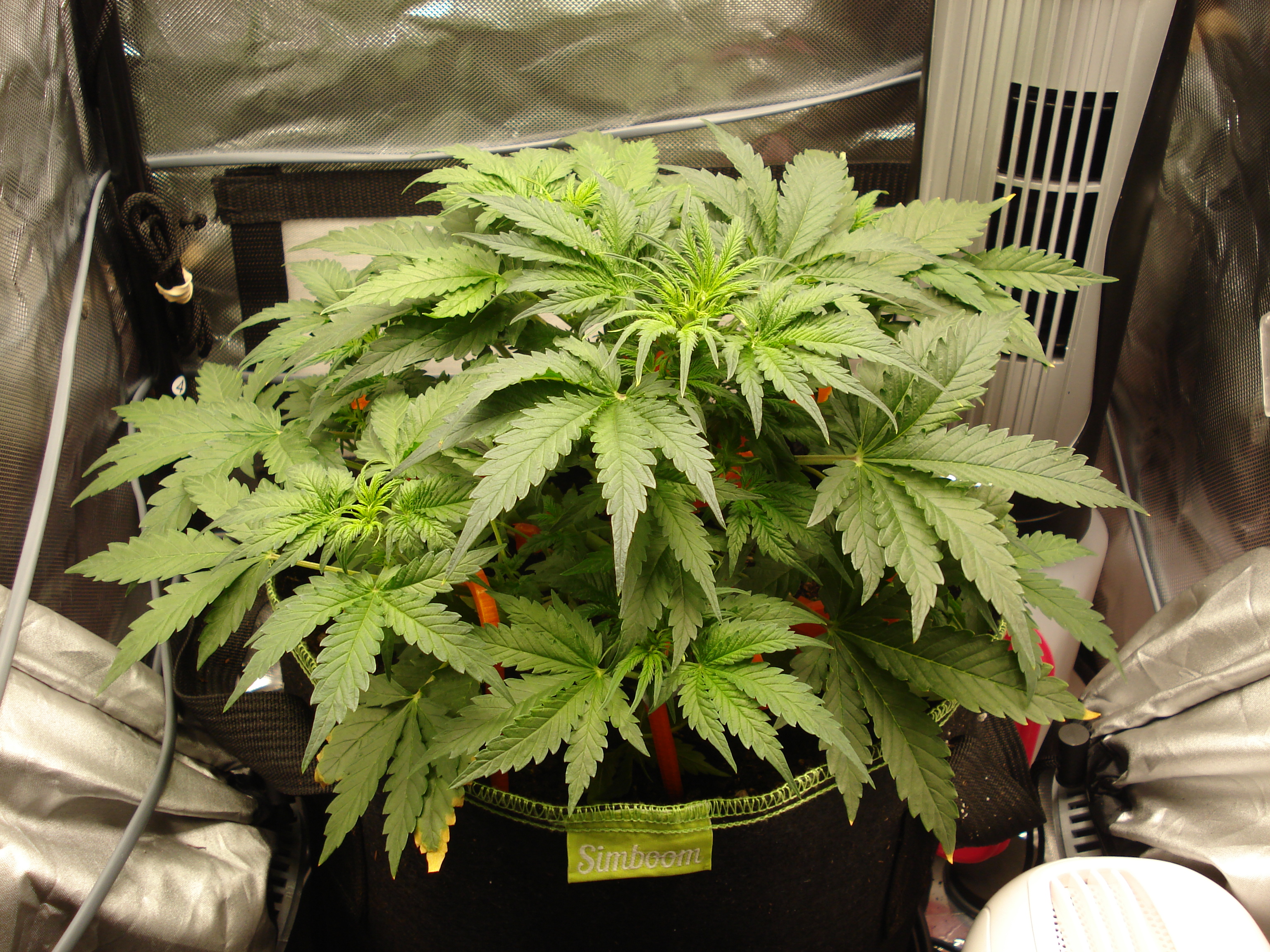 Grow 02 Day 25.JPG